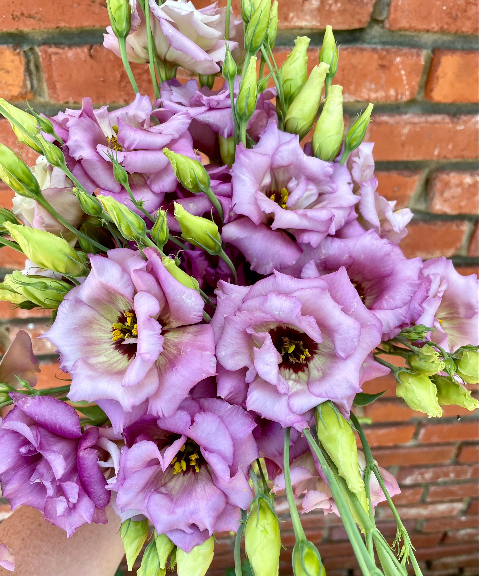 EUSTOMA grandiflorum