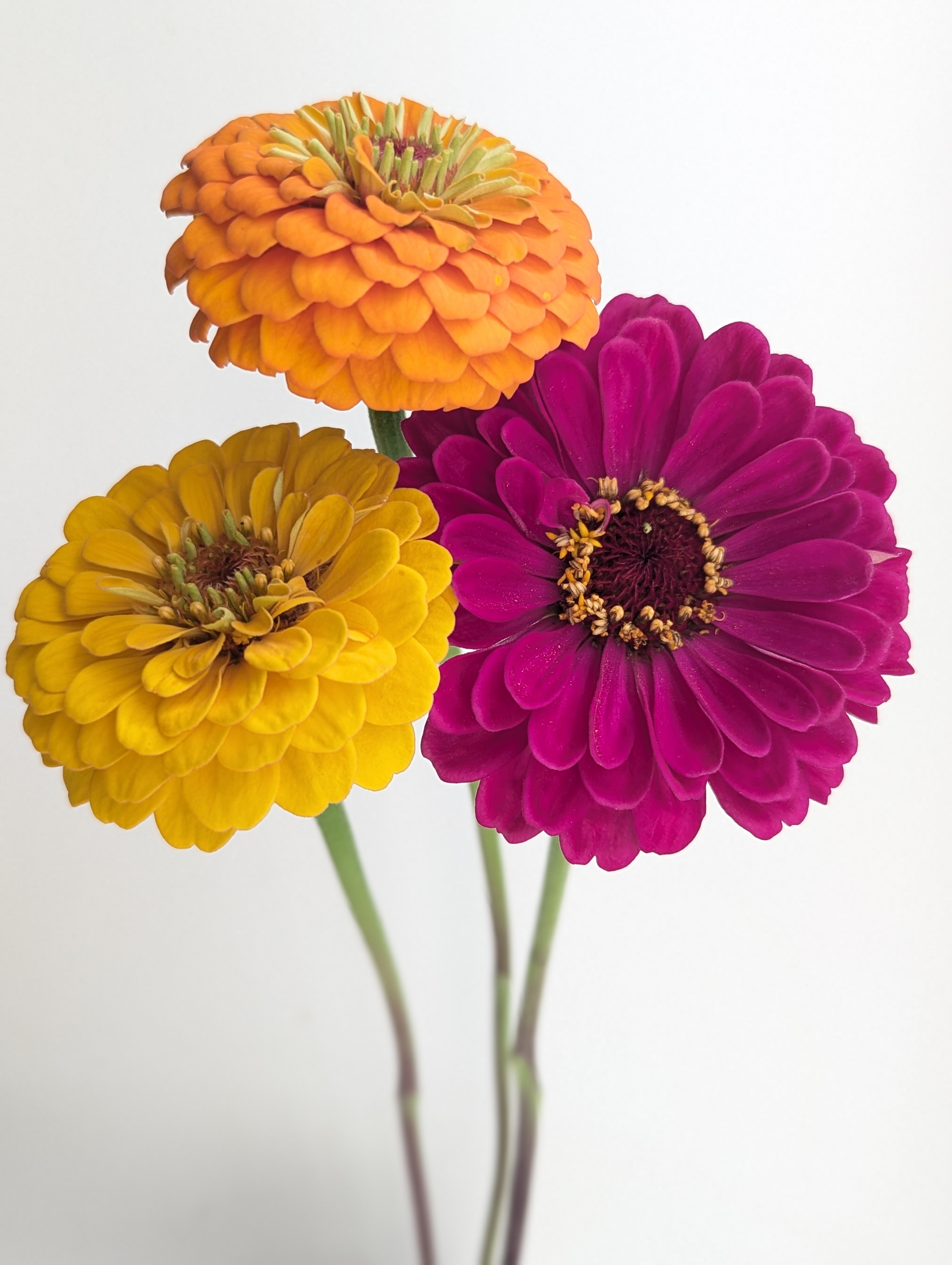 ZINNIA
