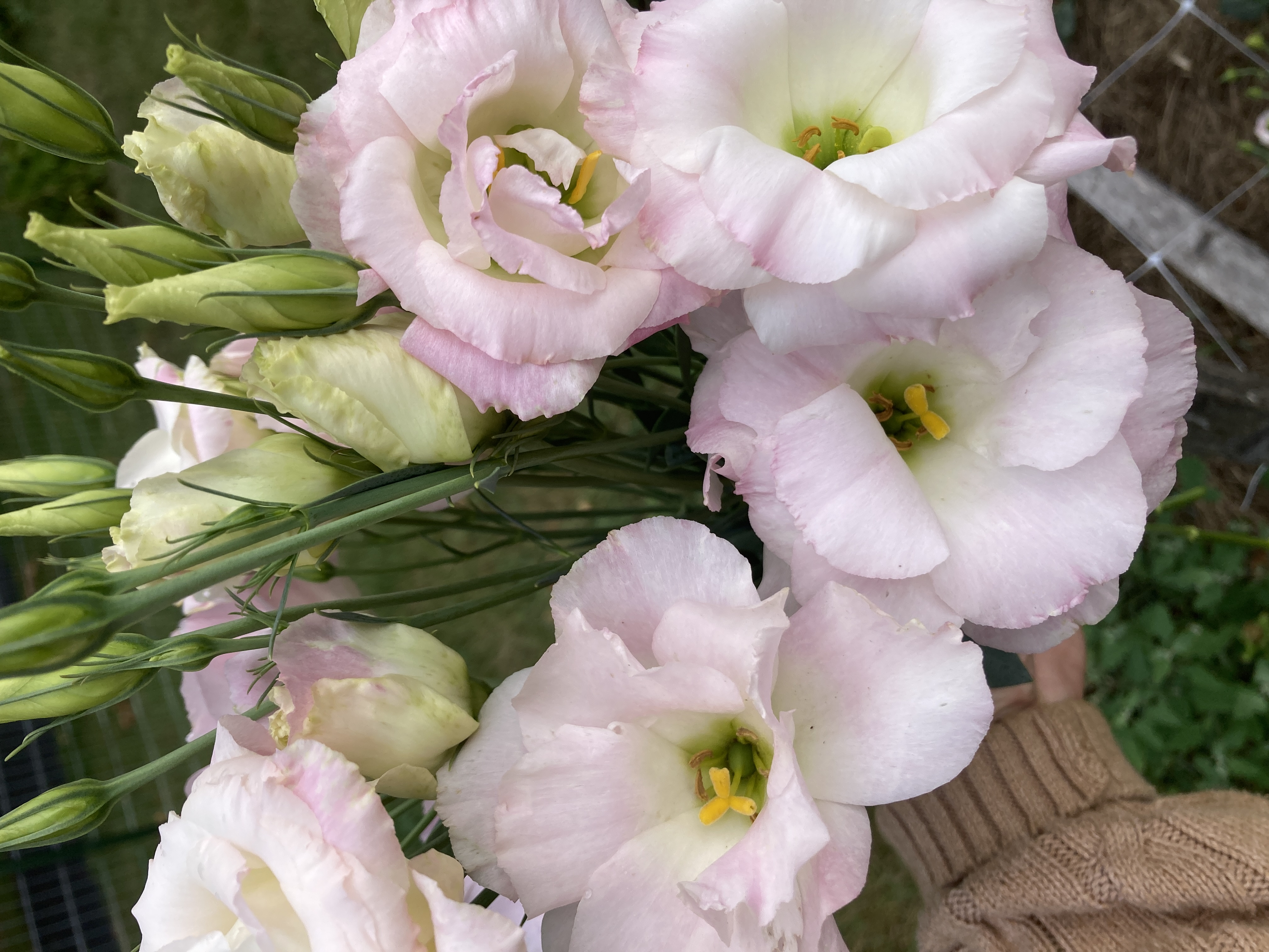 EUSTOMA grandiflorum Celeb Misty Pink