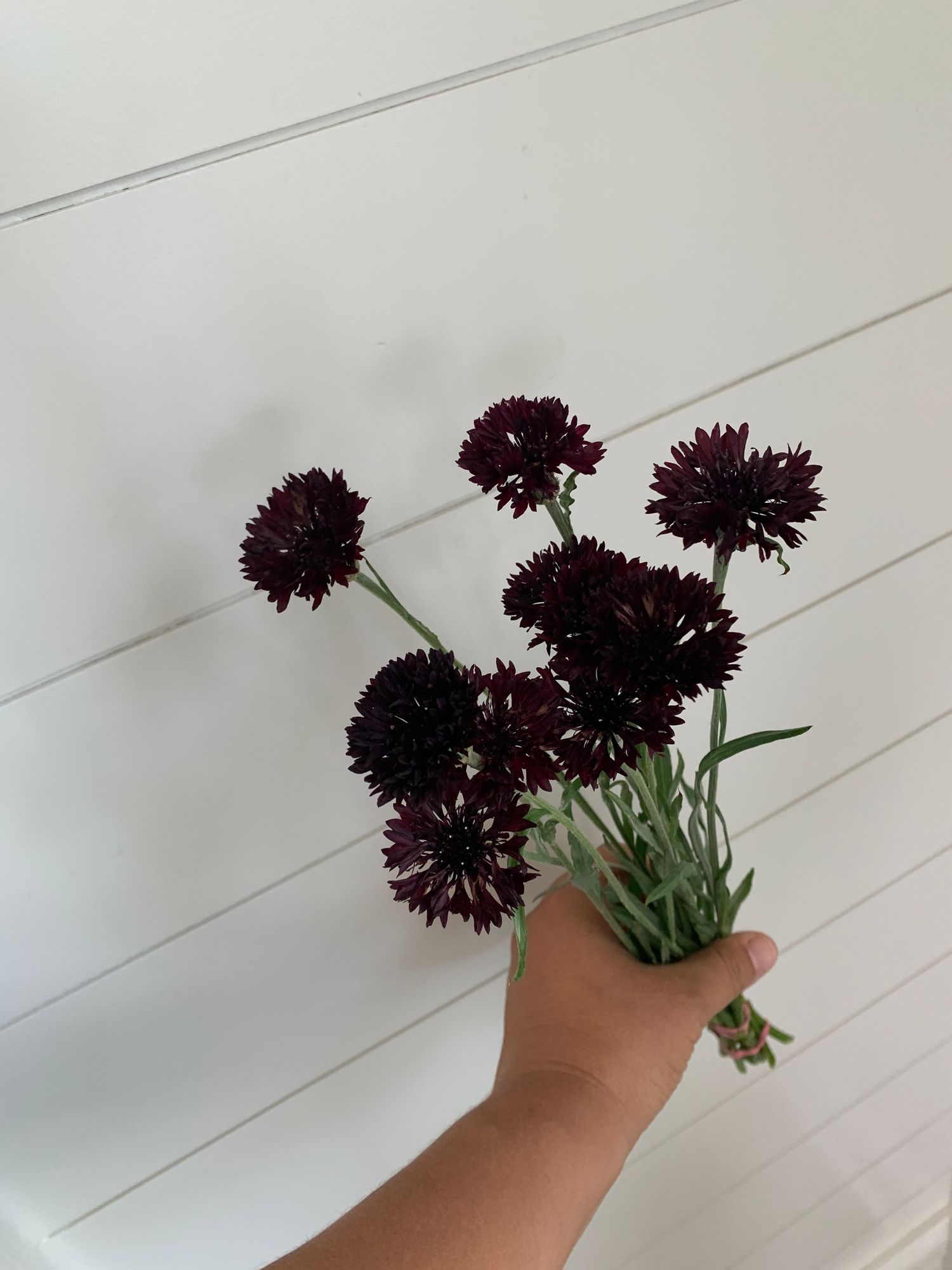 CENTAUREA cyanus Black Button