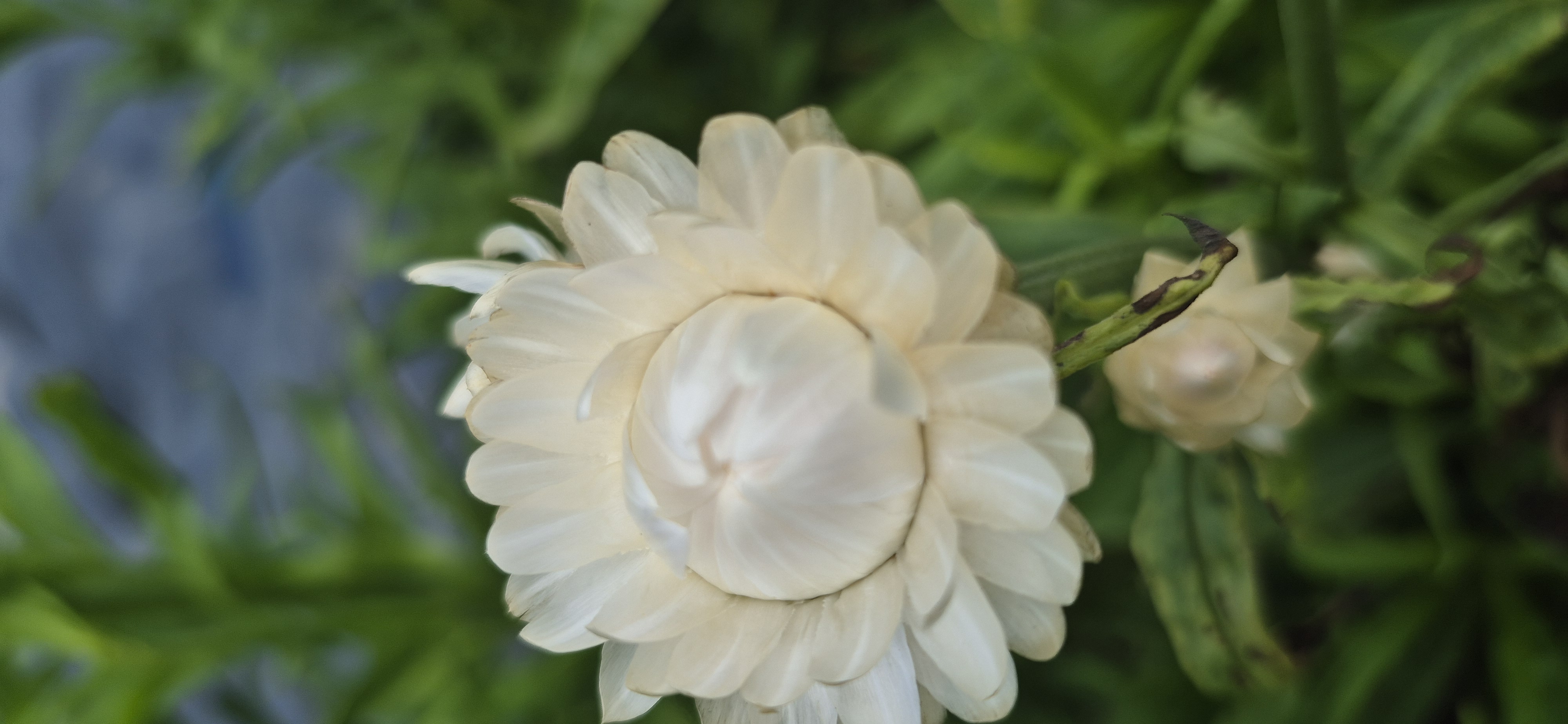 XERANTHEMUM bracteatum Lumina Double