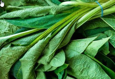 Herbs: Comfrey