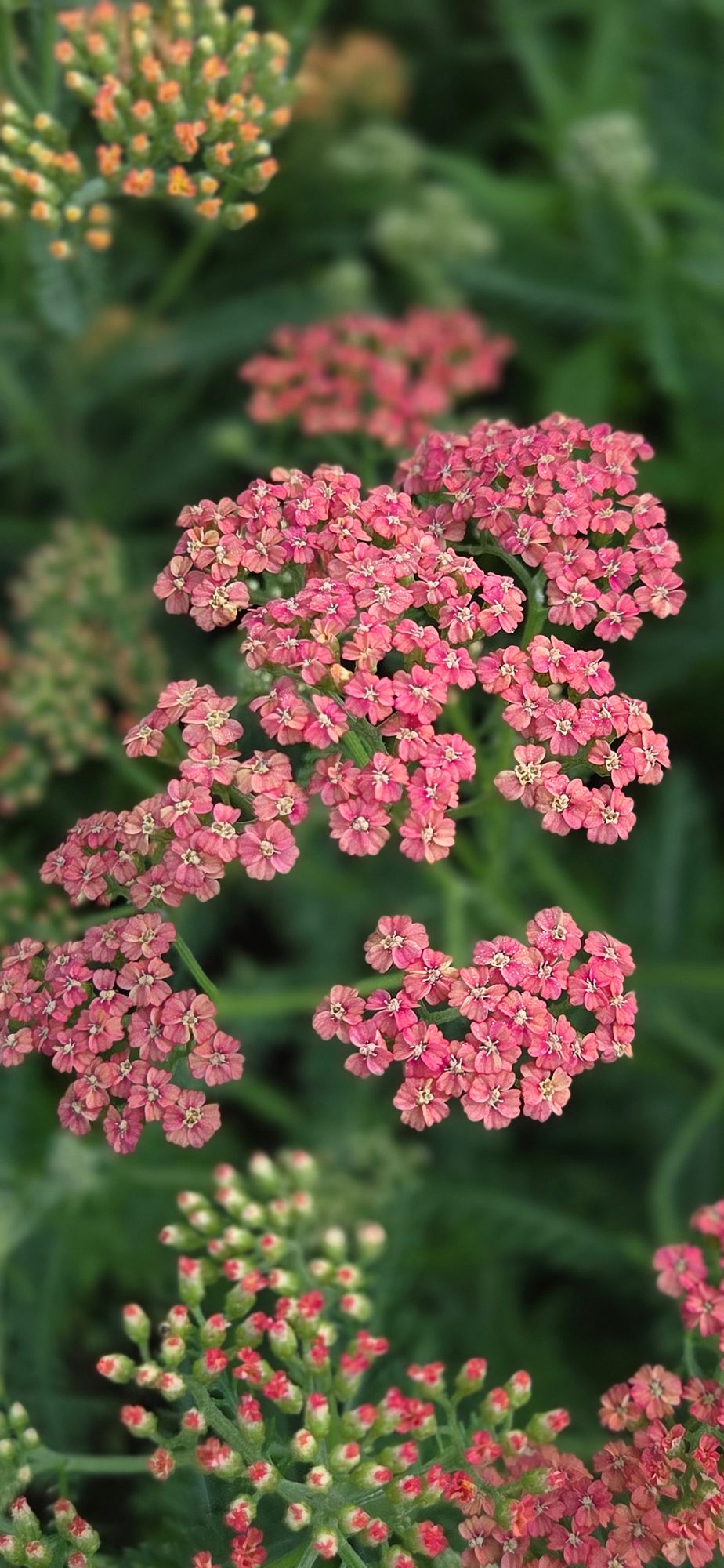 ACHILLEA ageratifolia