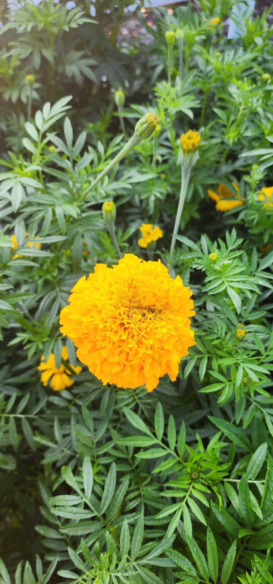 TAGETES erecta