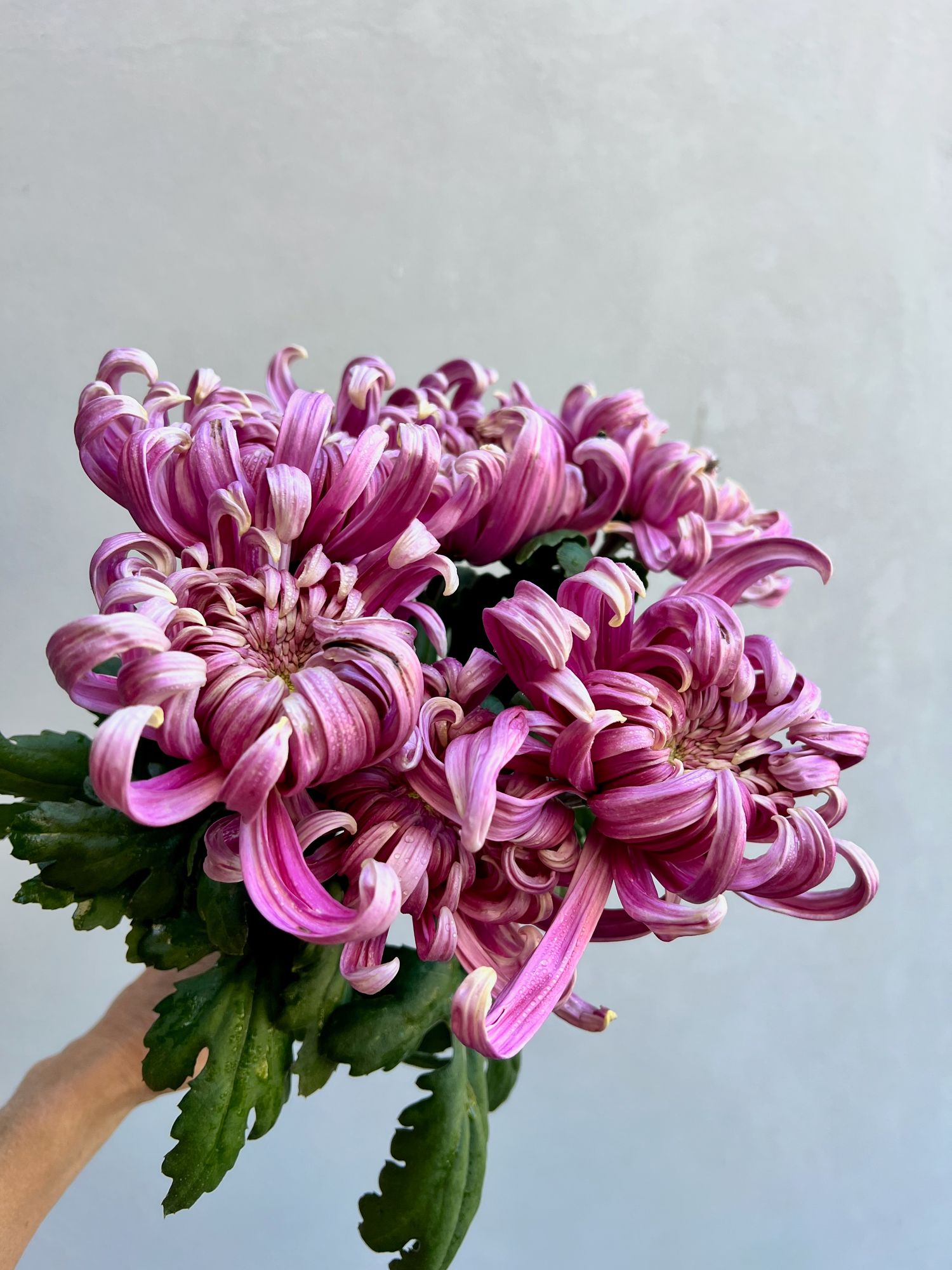 CHRYSANTHEMUM x Jefferson Park