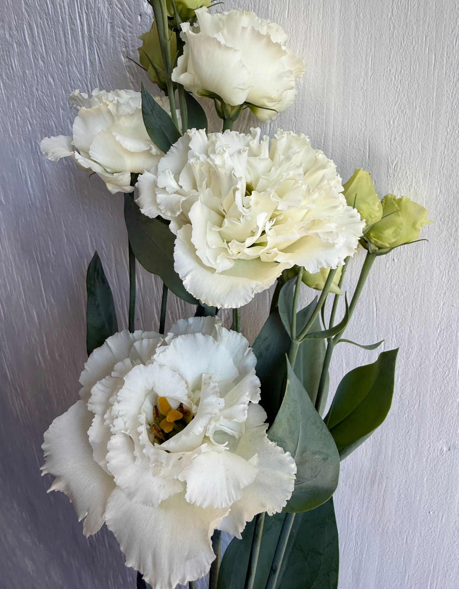 EUSTOMA grandiflorum Voyage White