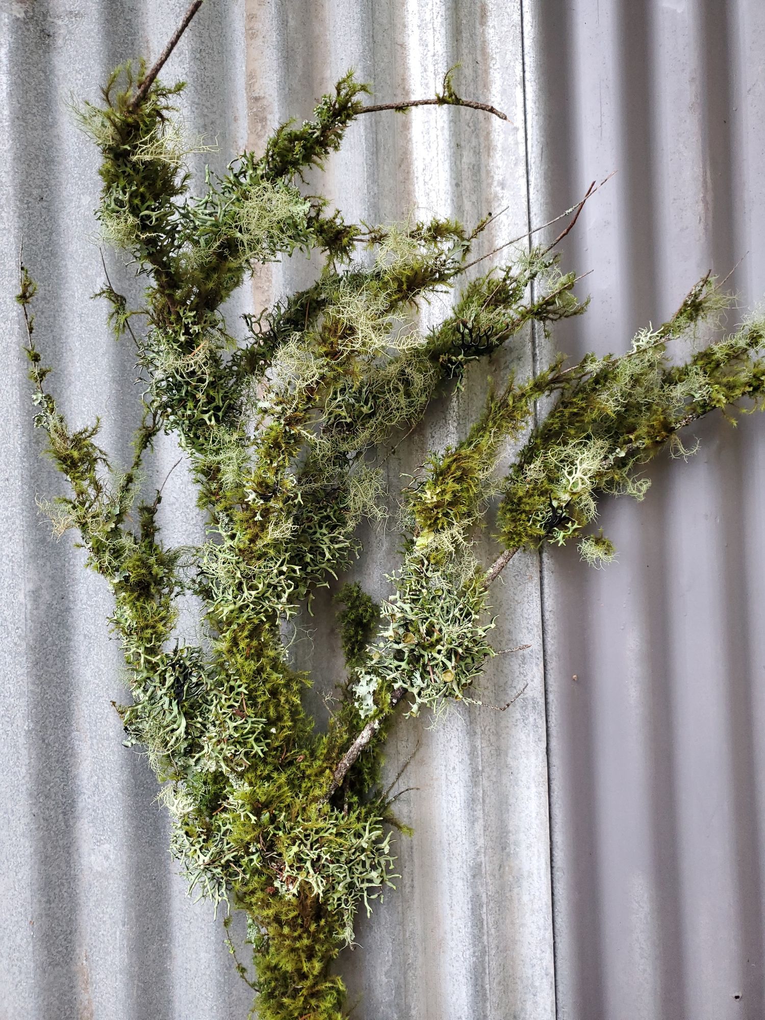 WOODY BRANCHES misc.