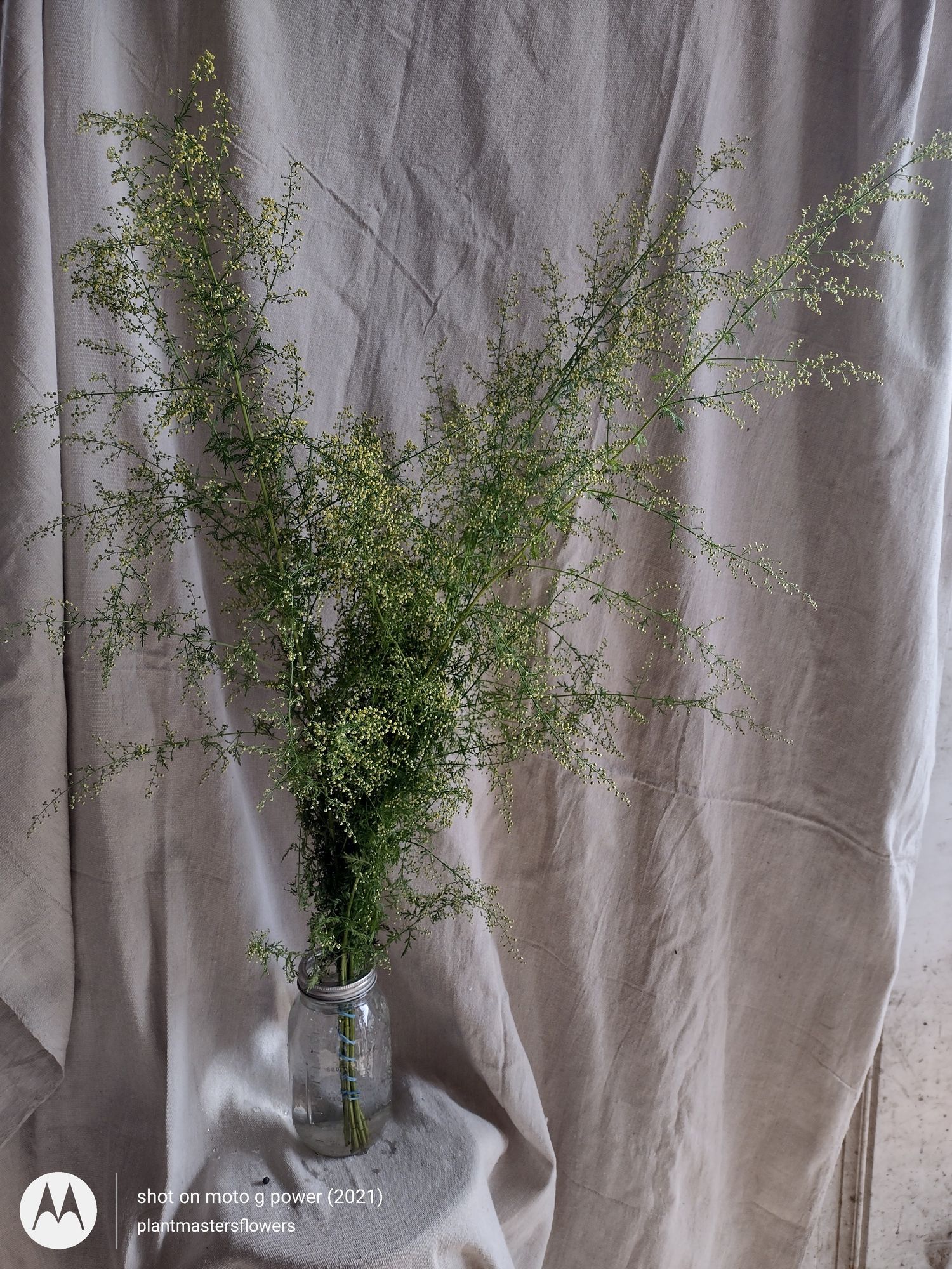 ARTEMISIA annua