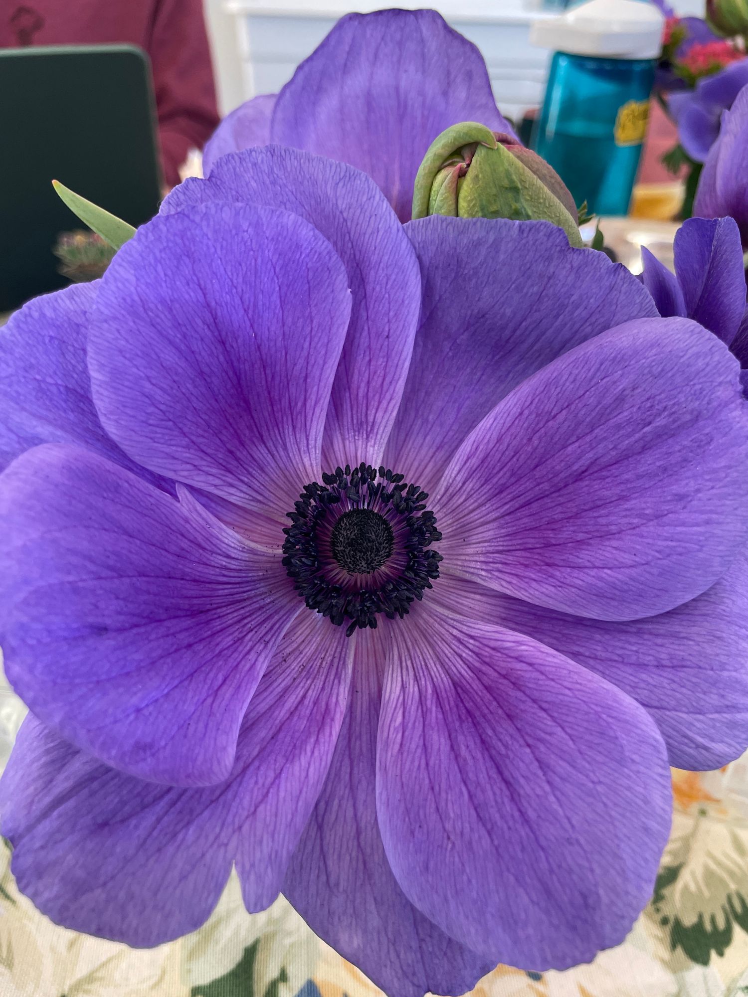 ANEMONE coronaria Carmel Blue