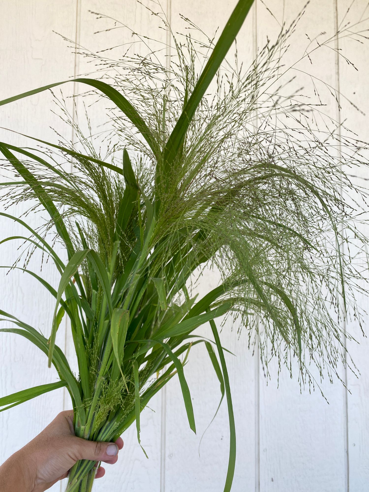 PANICUM elegans