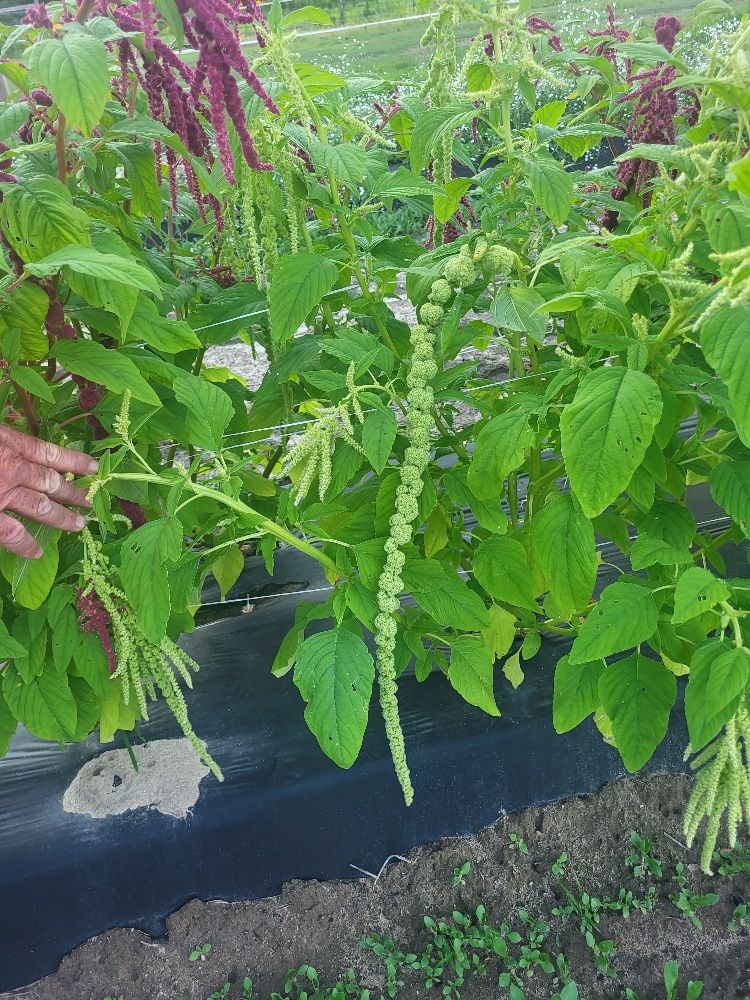 AMARANTHUS caudatus Green Cascade