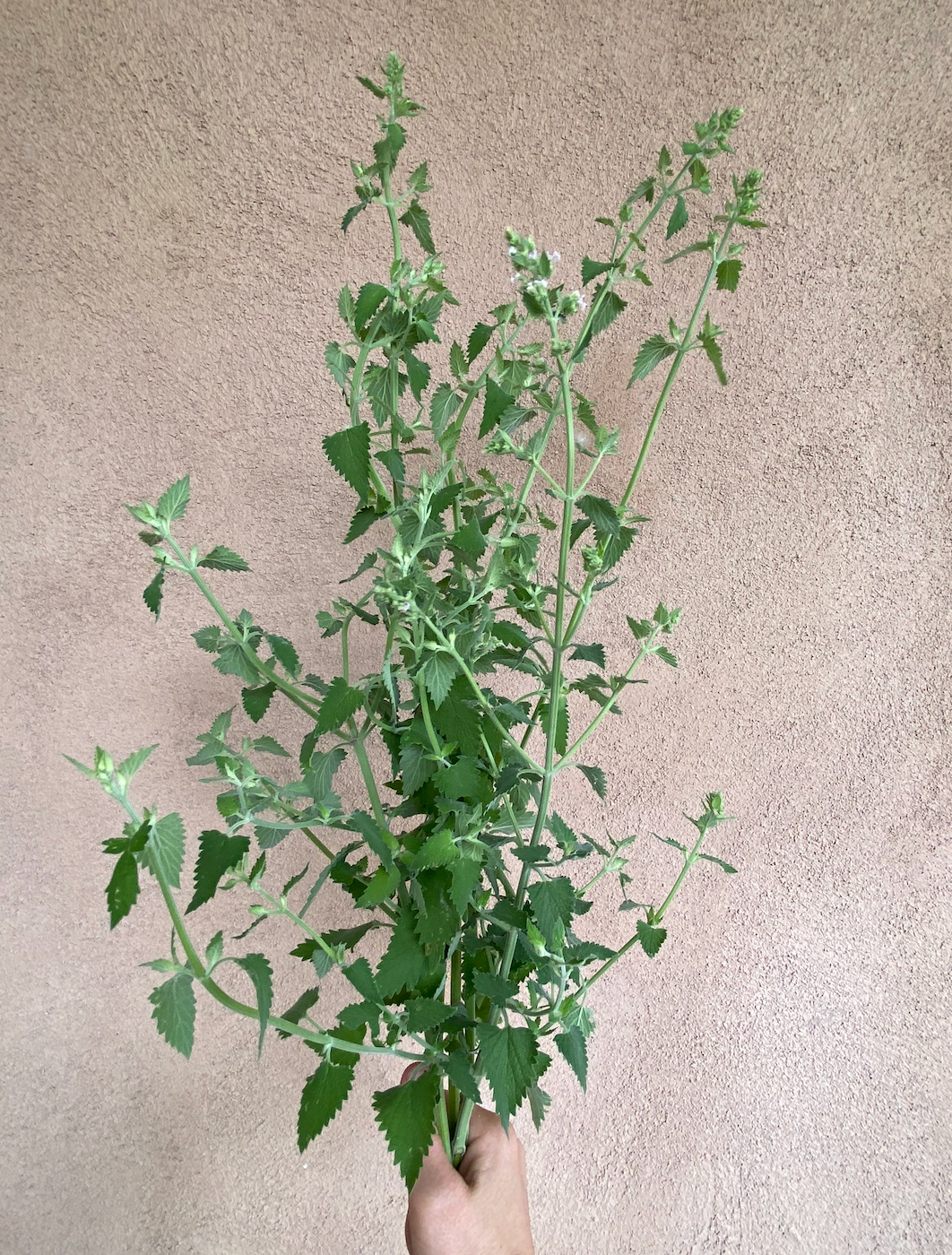 NEPETA cataria