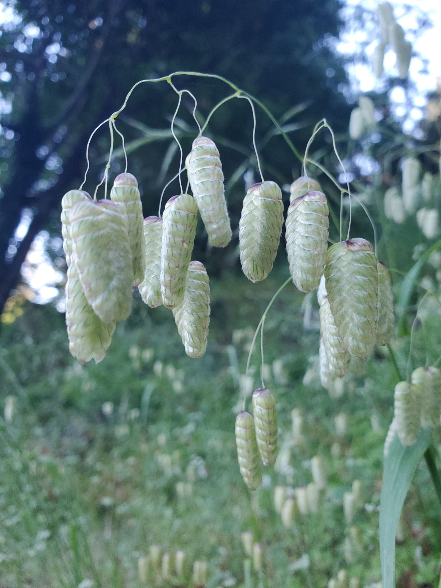 BRIZA maxima