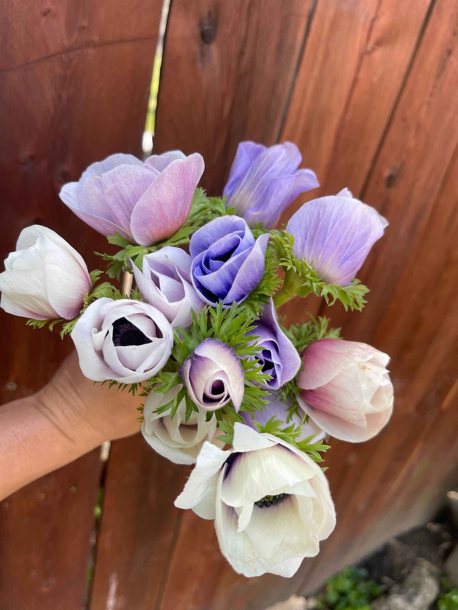 ANEMONE coronaria Galilee Pastel