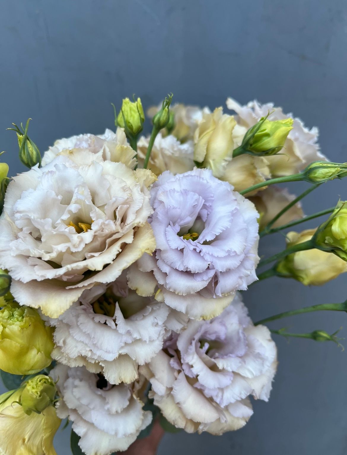 EUSTOMA grandiflorum Blue Chateau