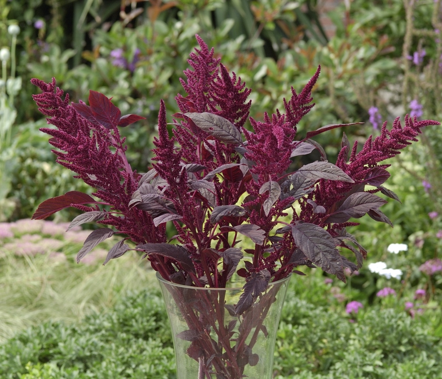 AMARANTHUS cruentus Velvet Curtains