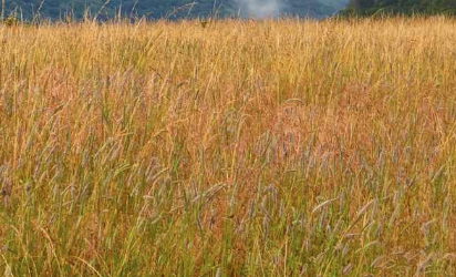 ORNAMENTAL GRASS