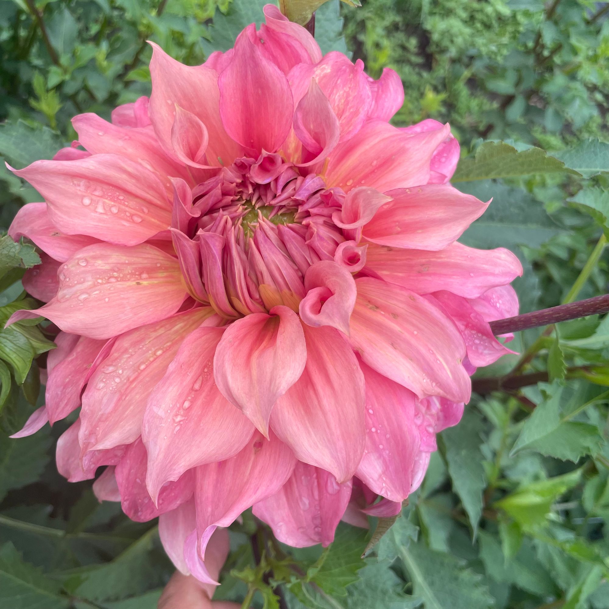 DAHLIA Dinner Plate