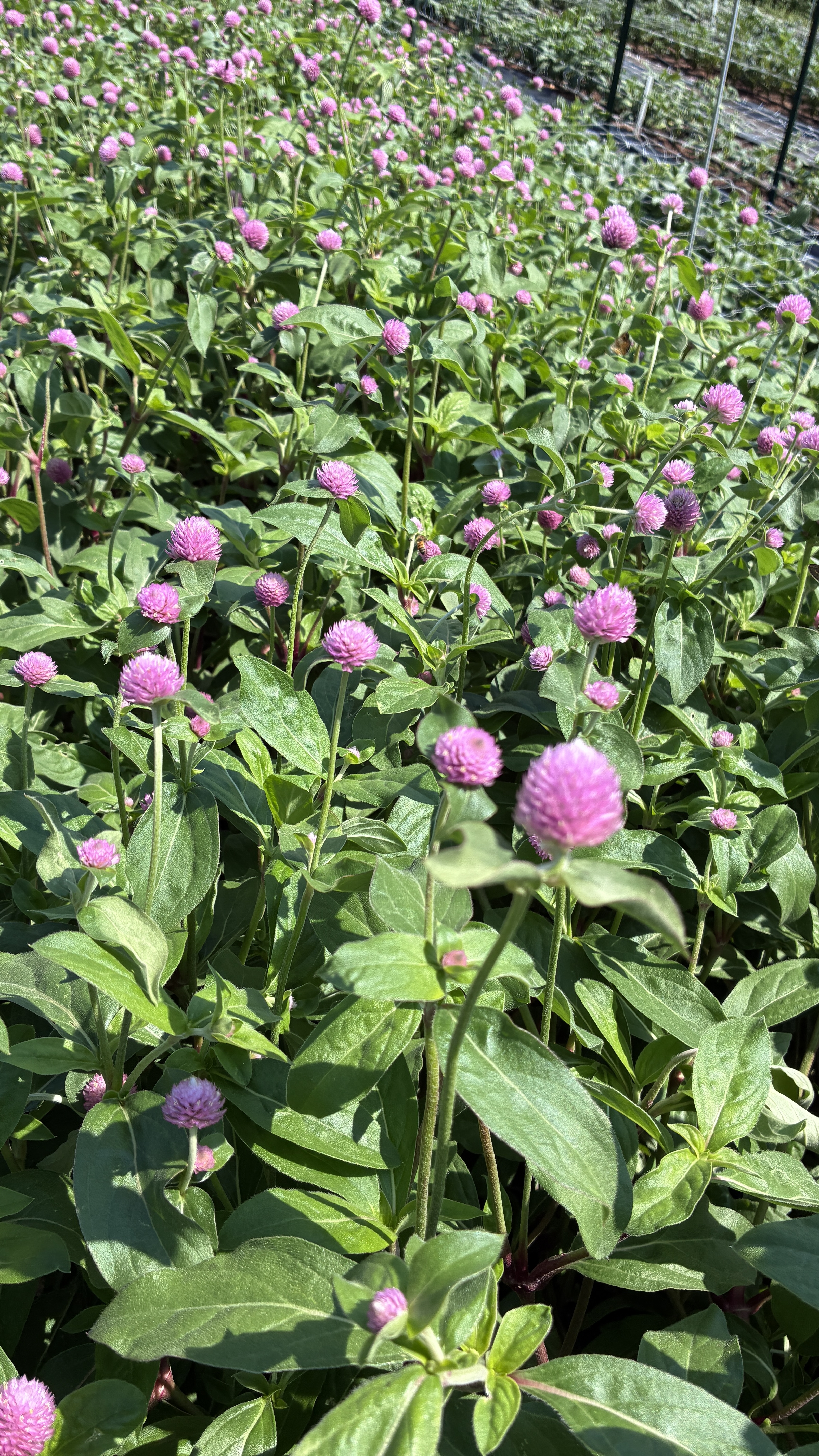 GOMPHRENA globosa Raspberry Cream