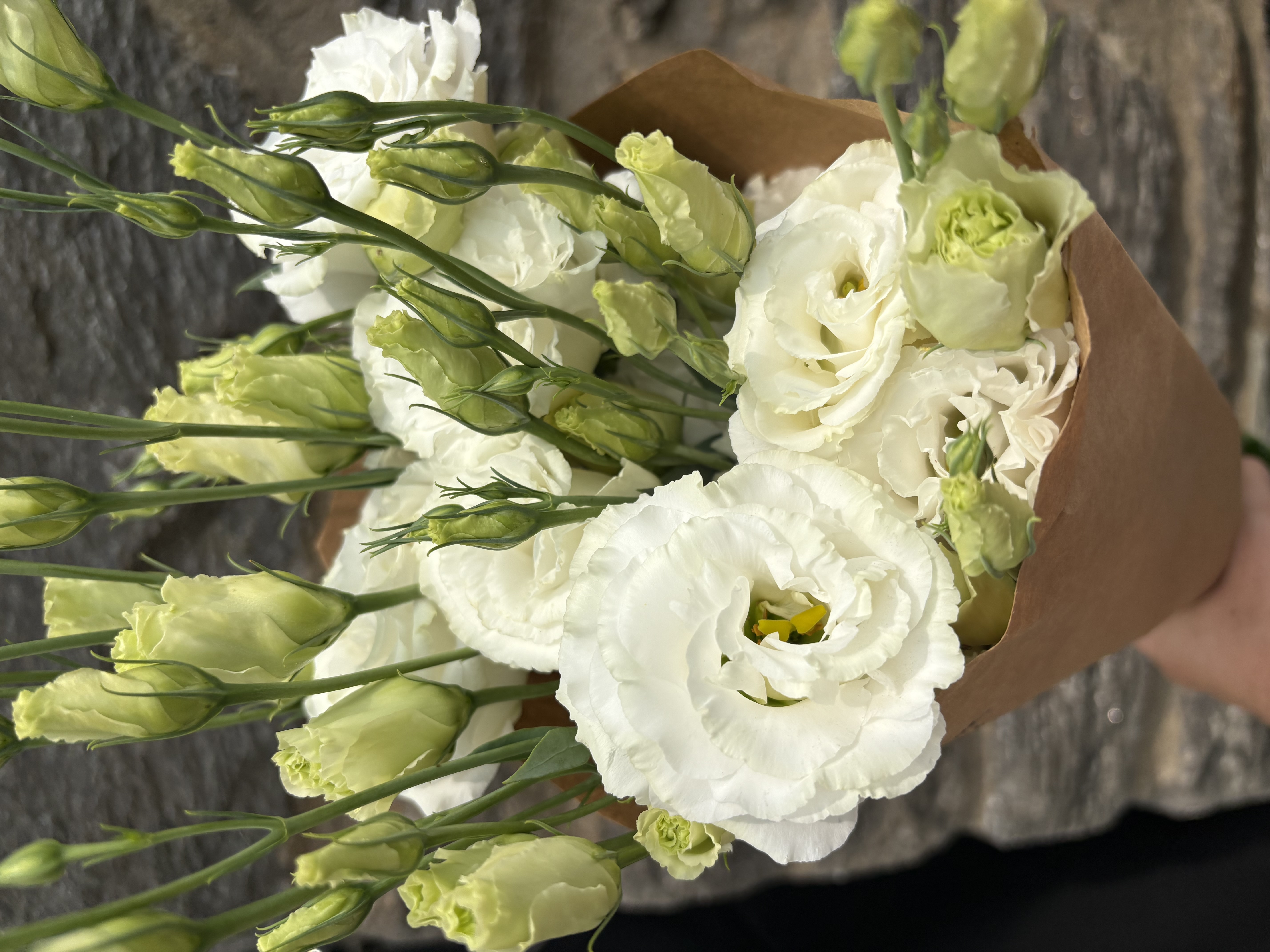 EUSTOMA grandiflorum Megalo White