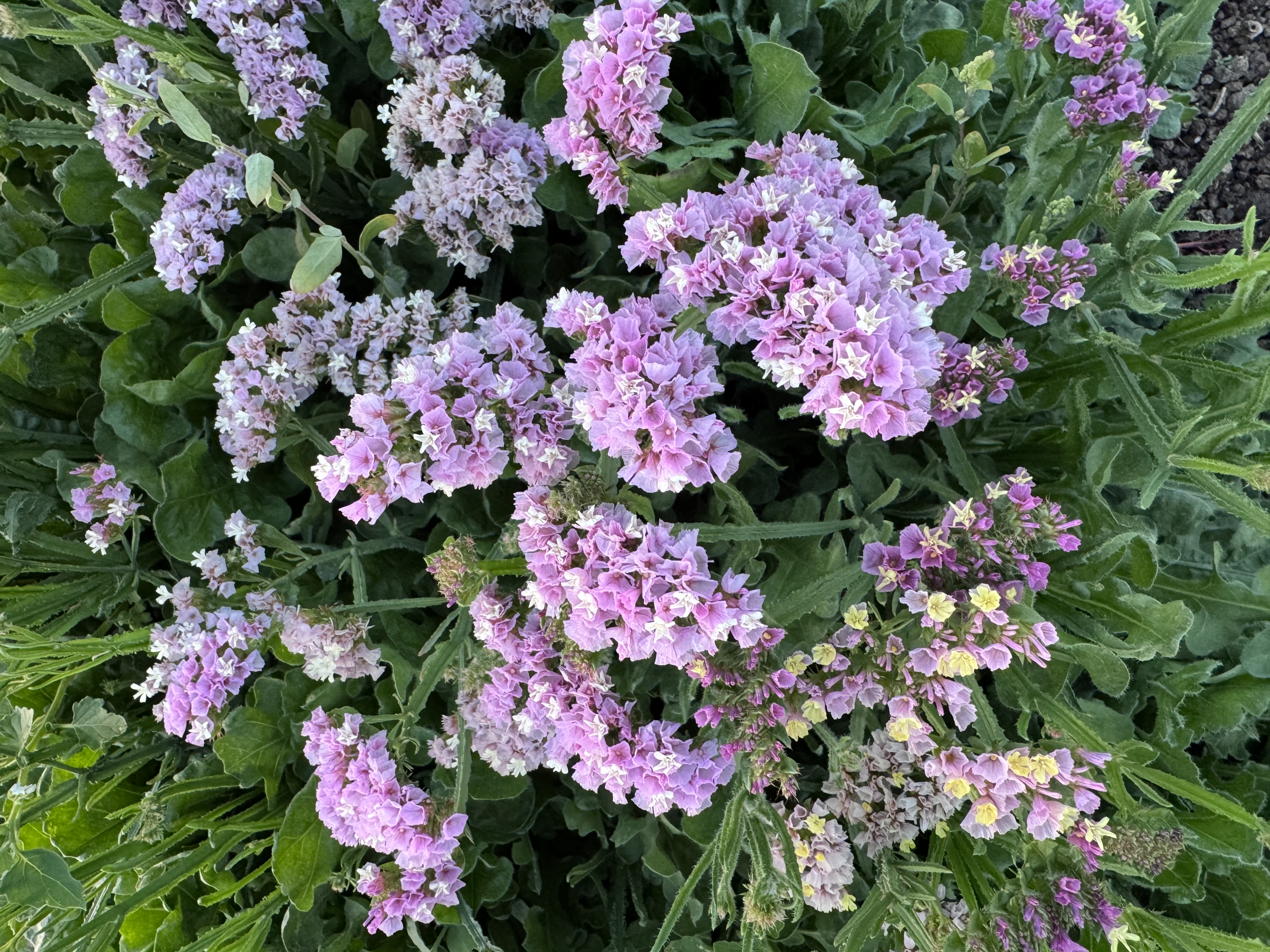 LIMONIUM sinuatum Forever Happy