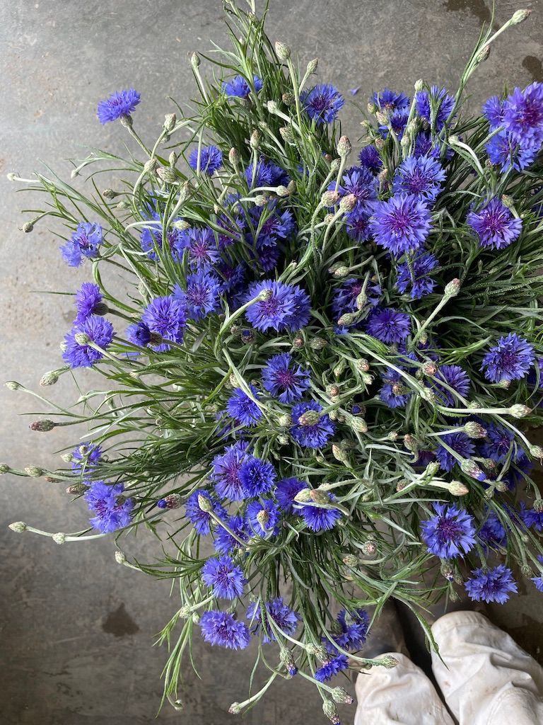 CENTAUREA cyanus Blue Boy