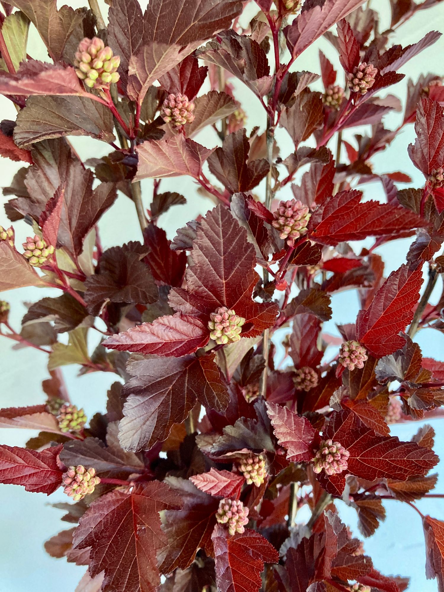 PHYSOCARPUS opulifolius