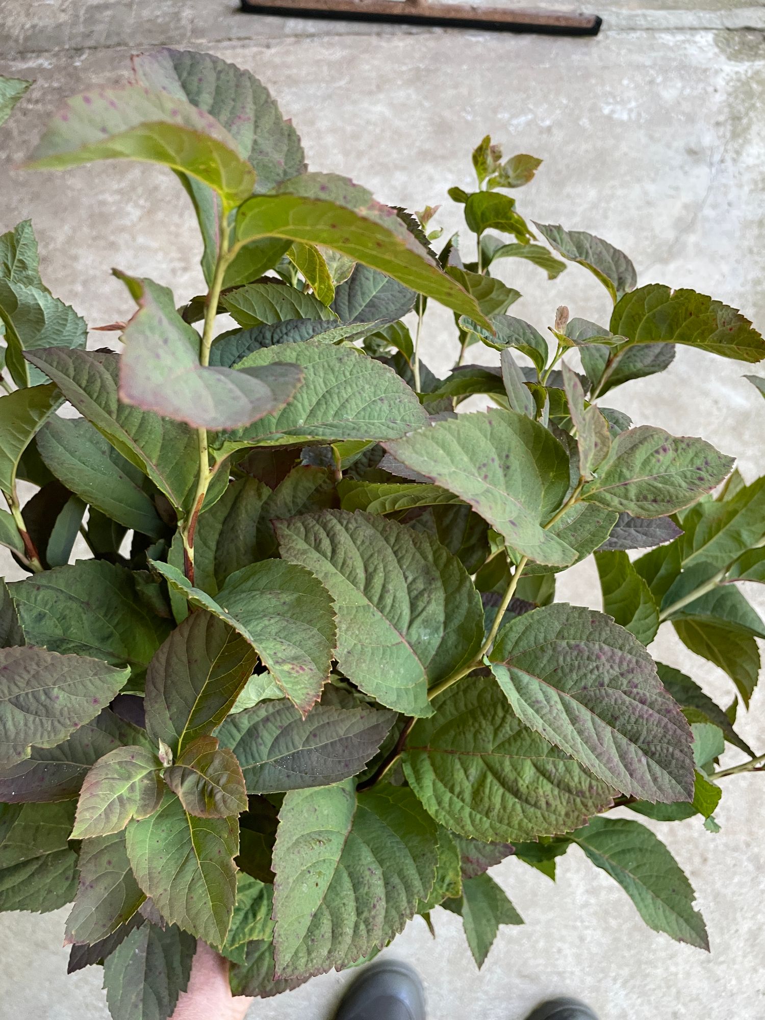 SPIRAEA