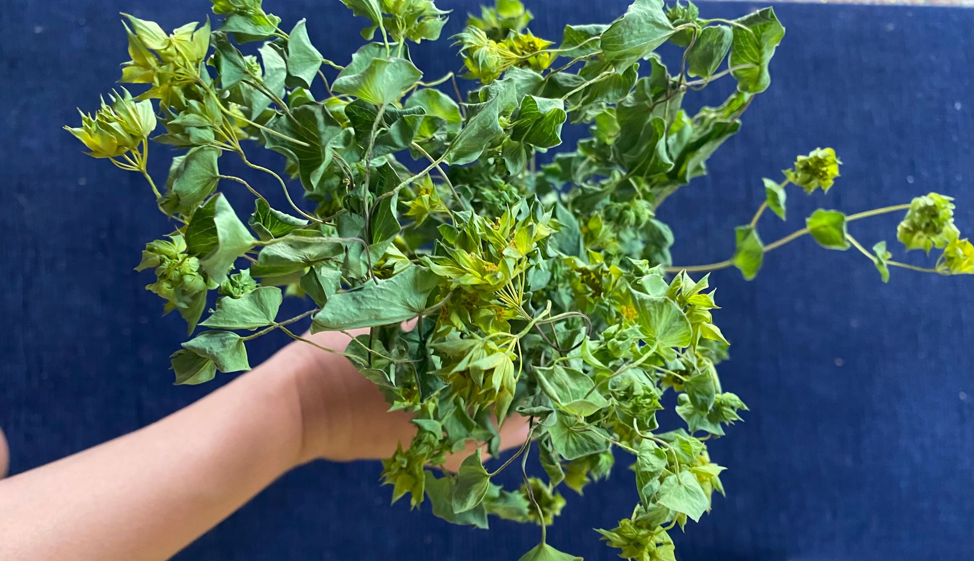 BUPLEURUM griffithii Green Gold