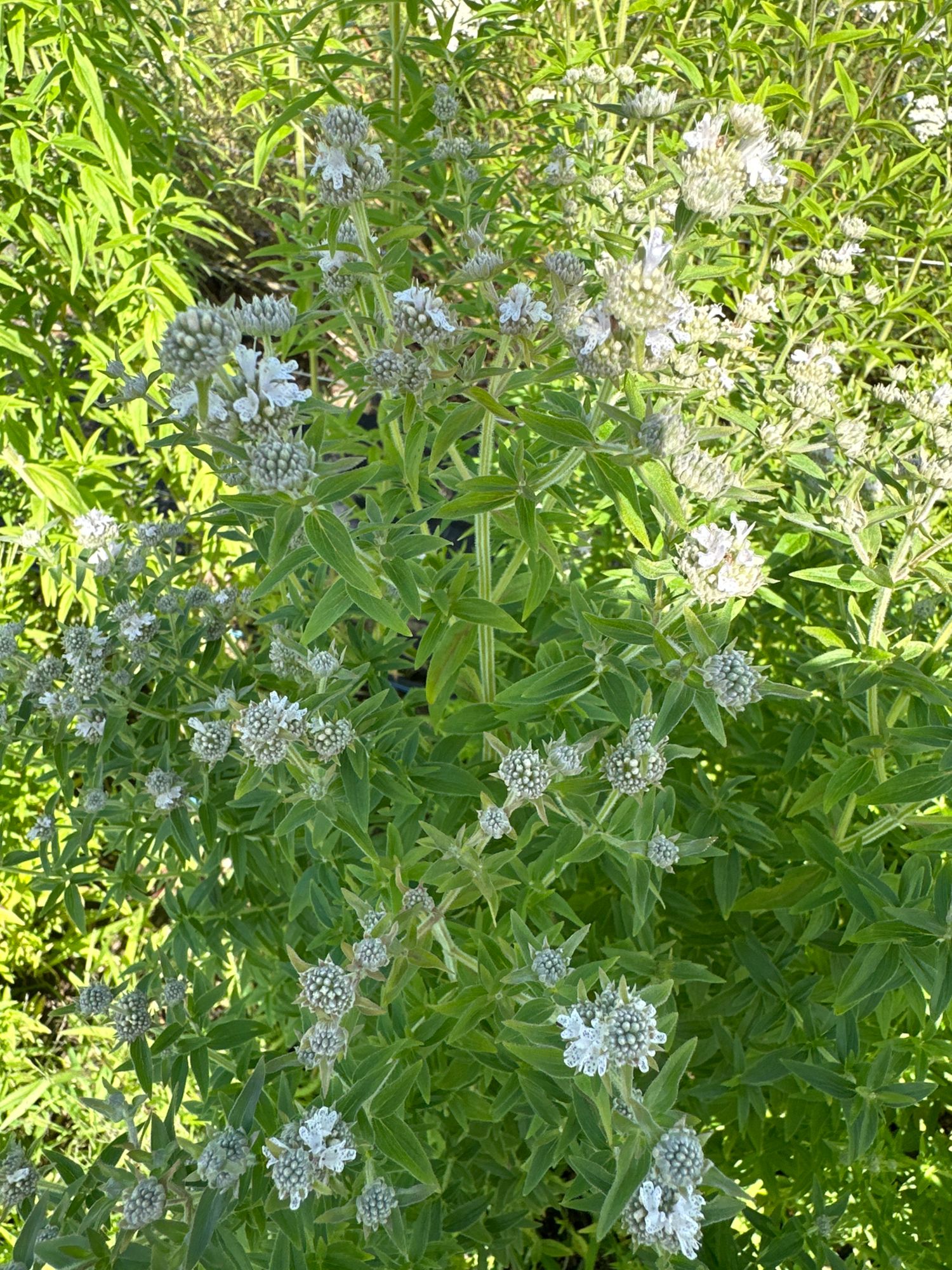 PYCNANTHEMUM pilosum