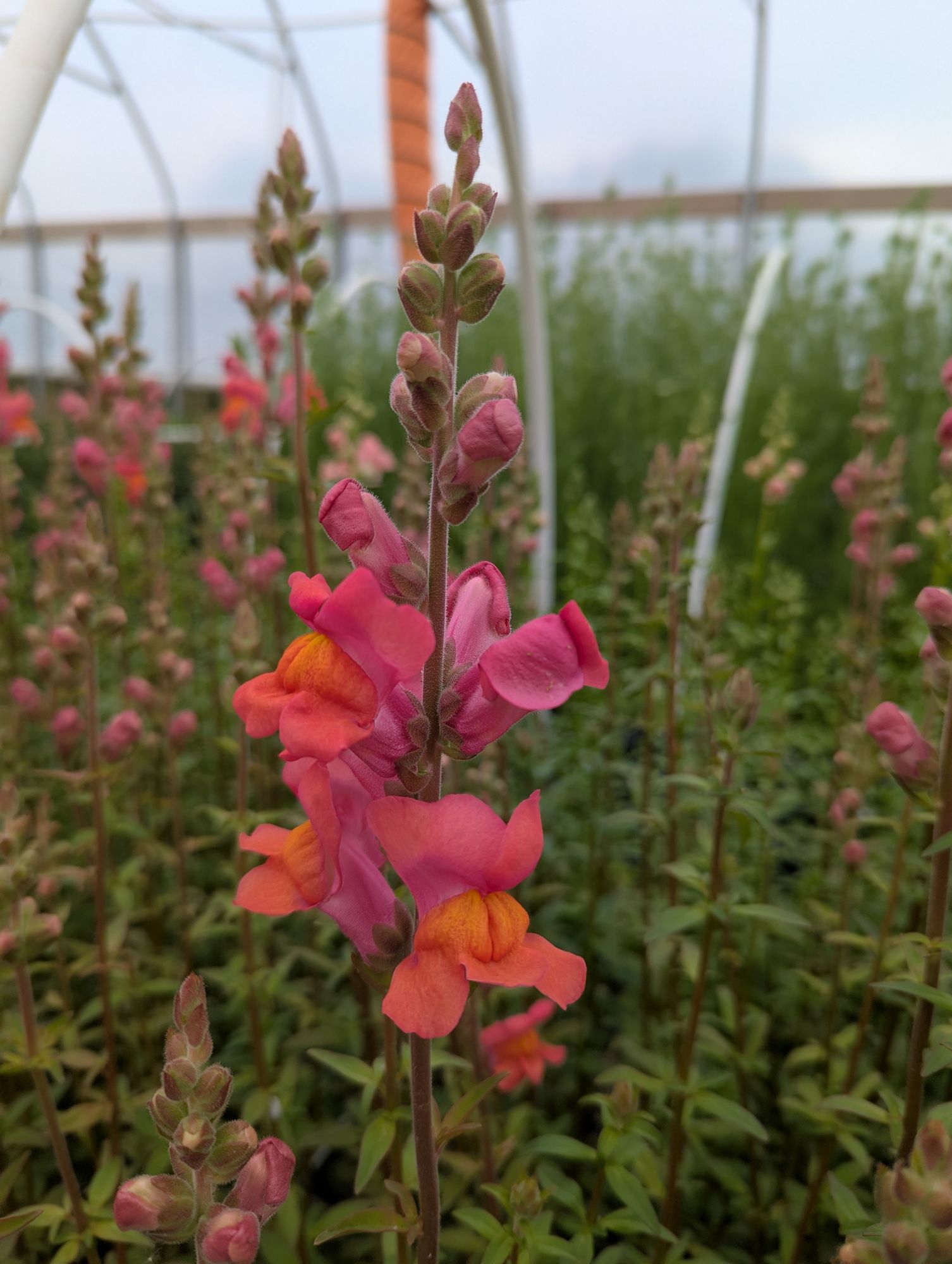 ANTIRRHINUM majus Opus