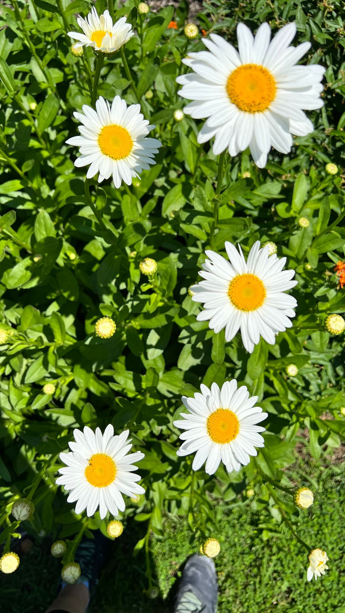 LEUCANTHEMUM x superbum