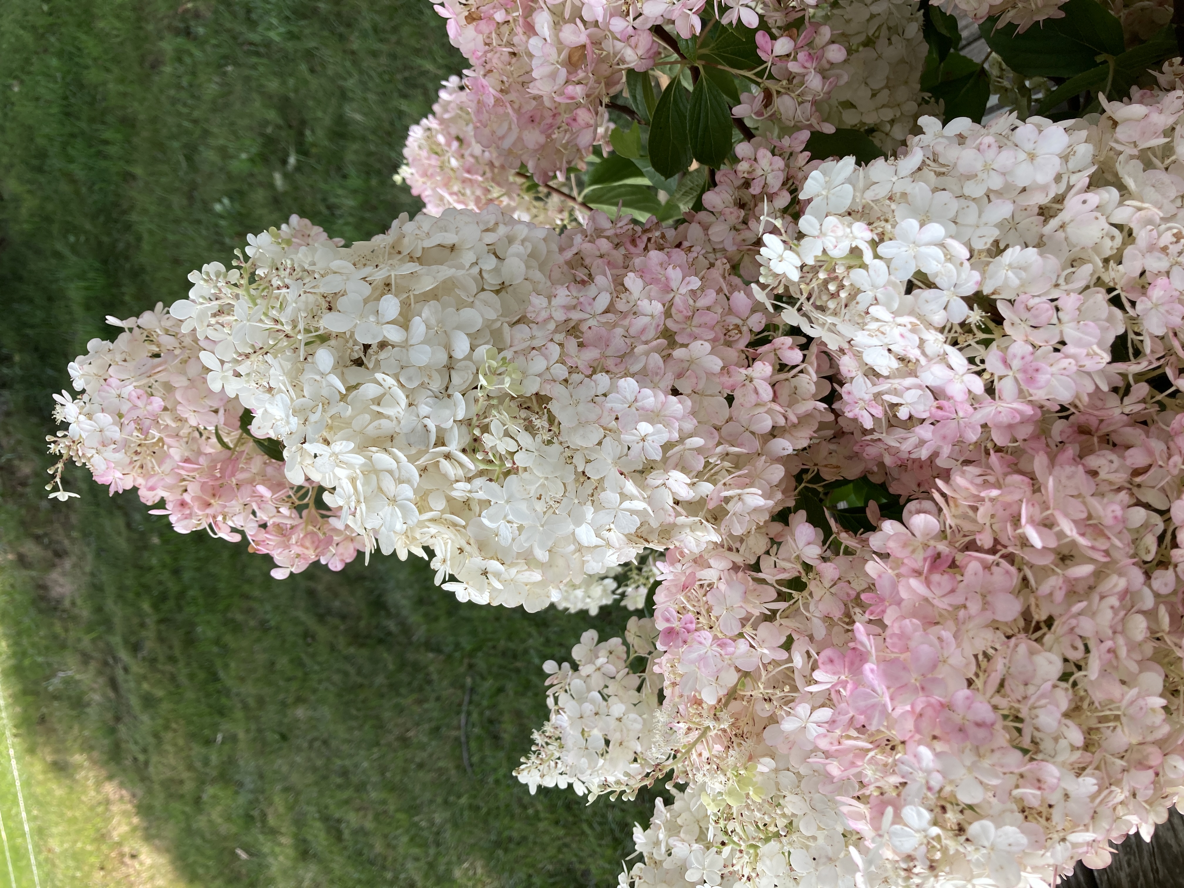 HYDRANGEA paniculata
