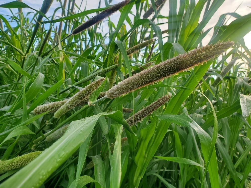 SETARIA