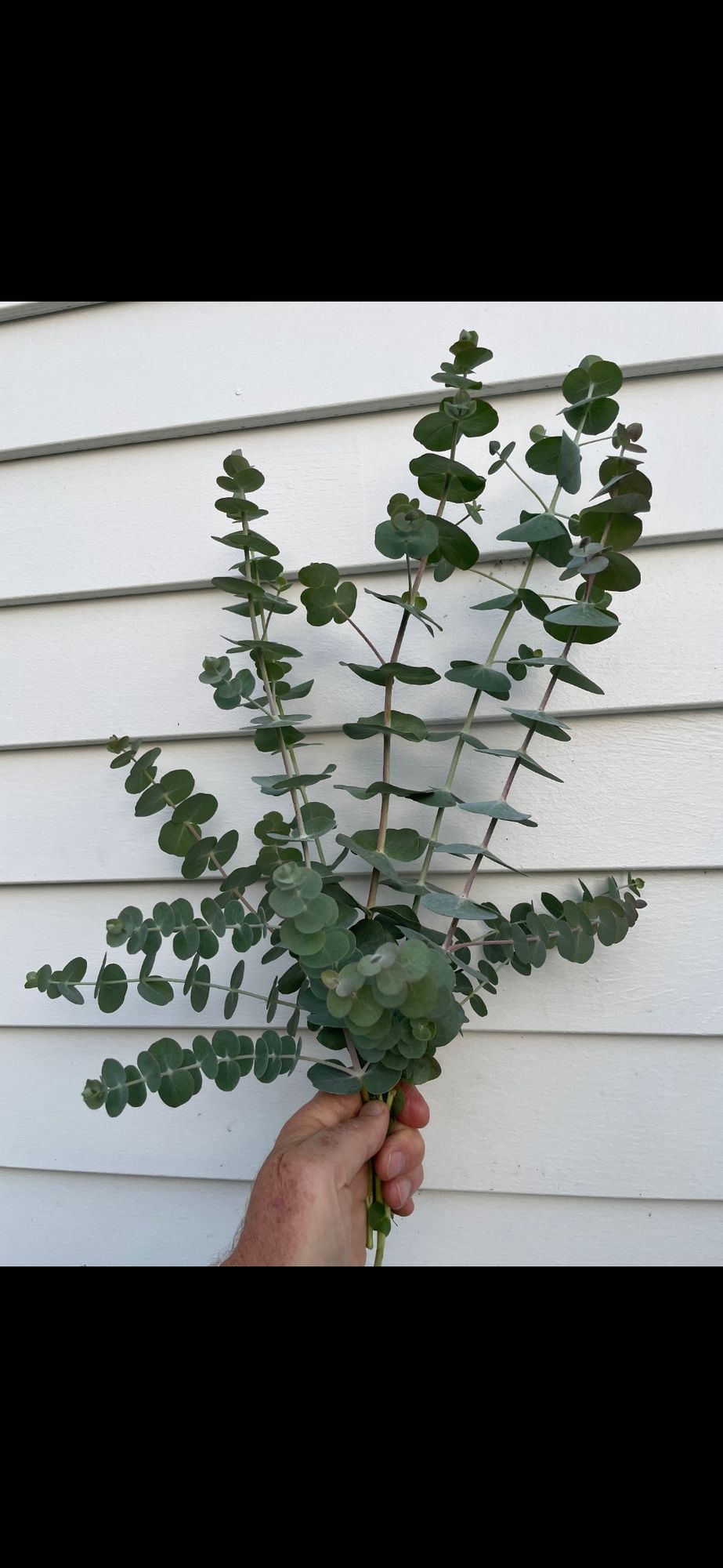 EUCALYPTUS pulverulenta Baby Dwarf Florist Blue