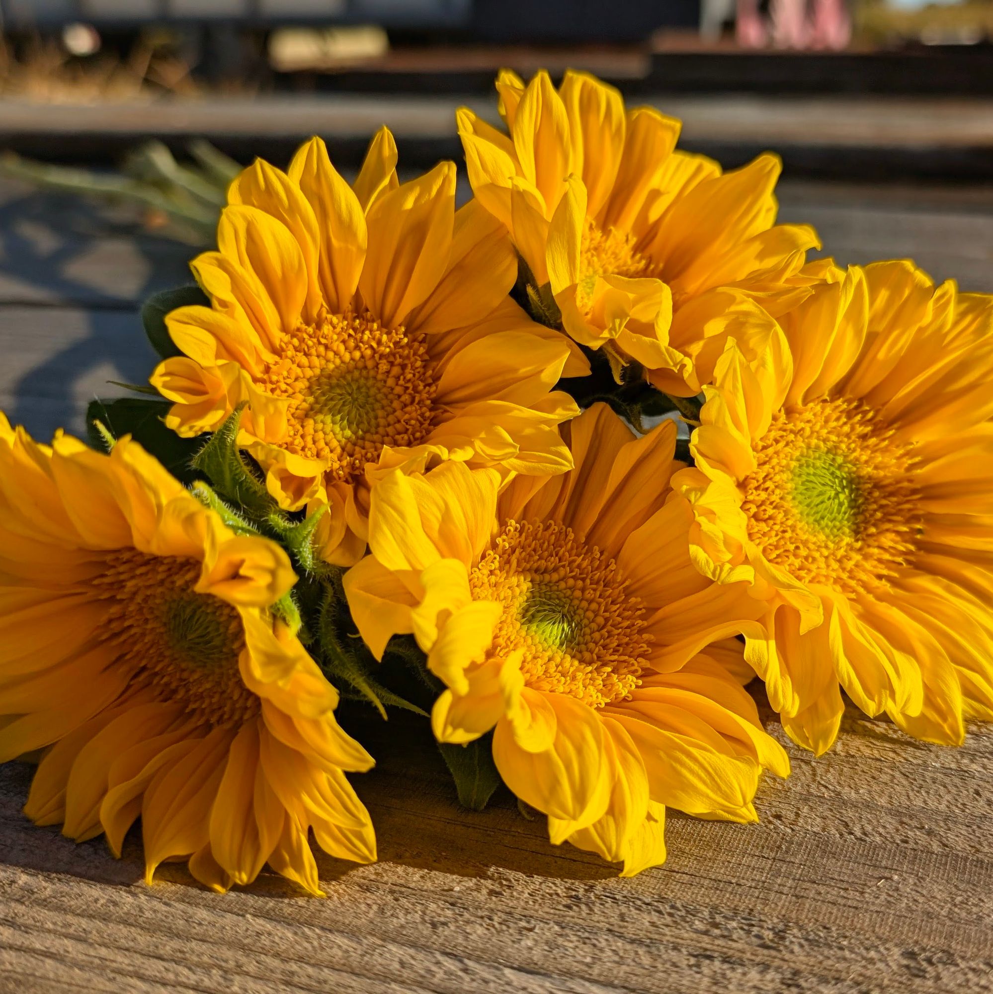 HELIANTHUS annuus ProCut Gold Lite