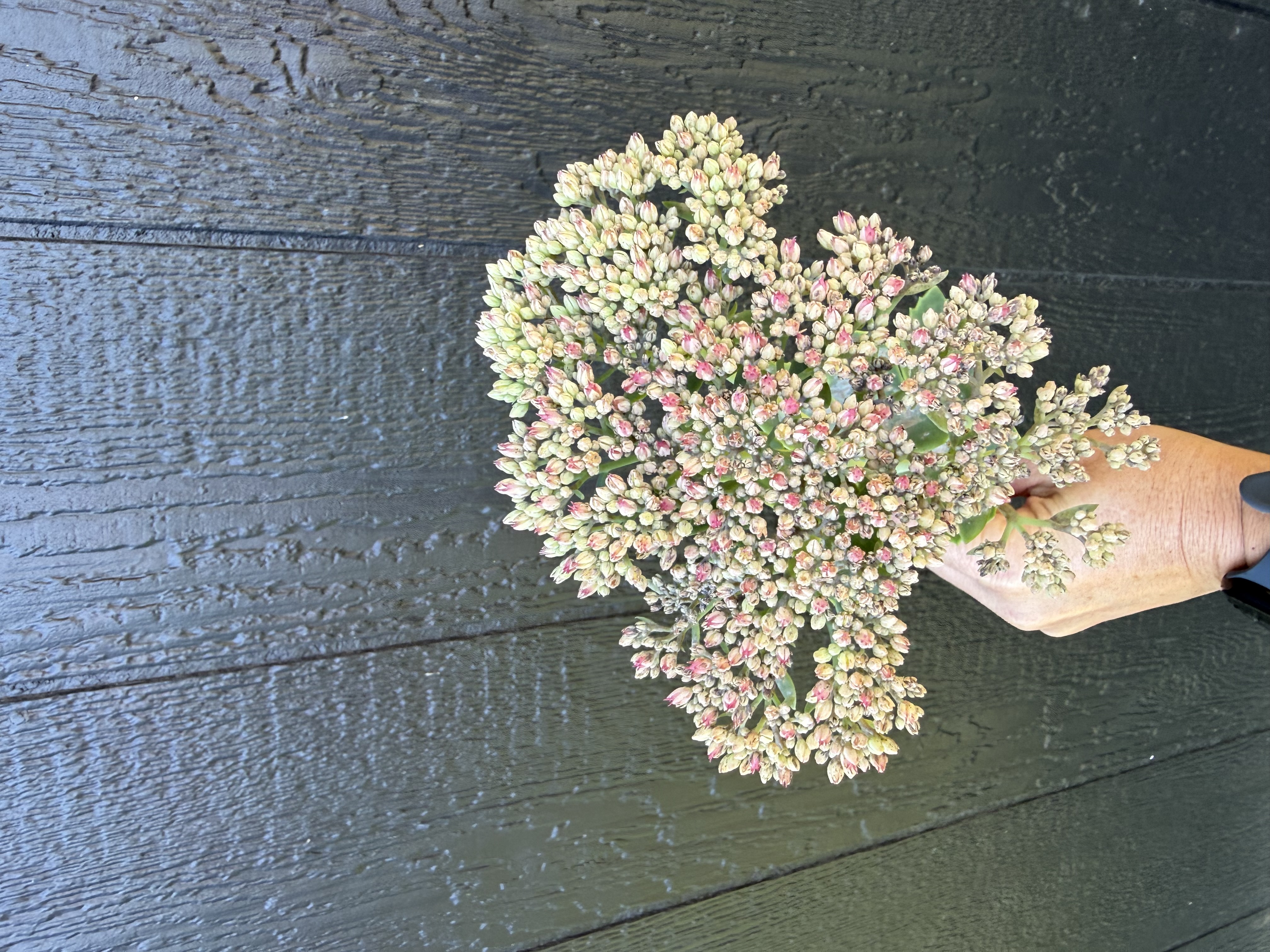 HYLOTELEPHIUM spectabile Autumn Joy
