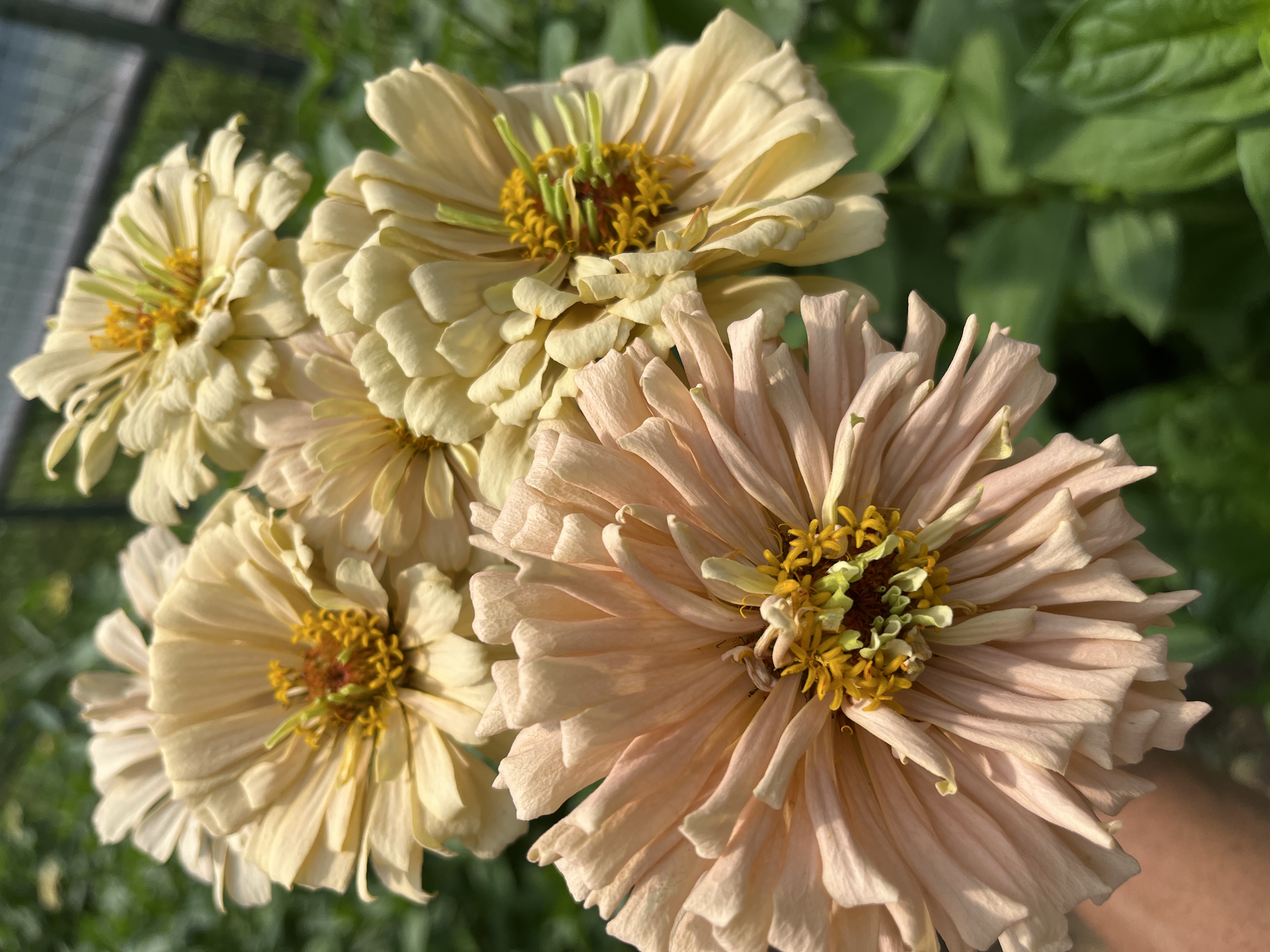 ZINNIA elegans Dawn Creek