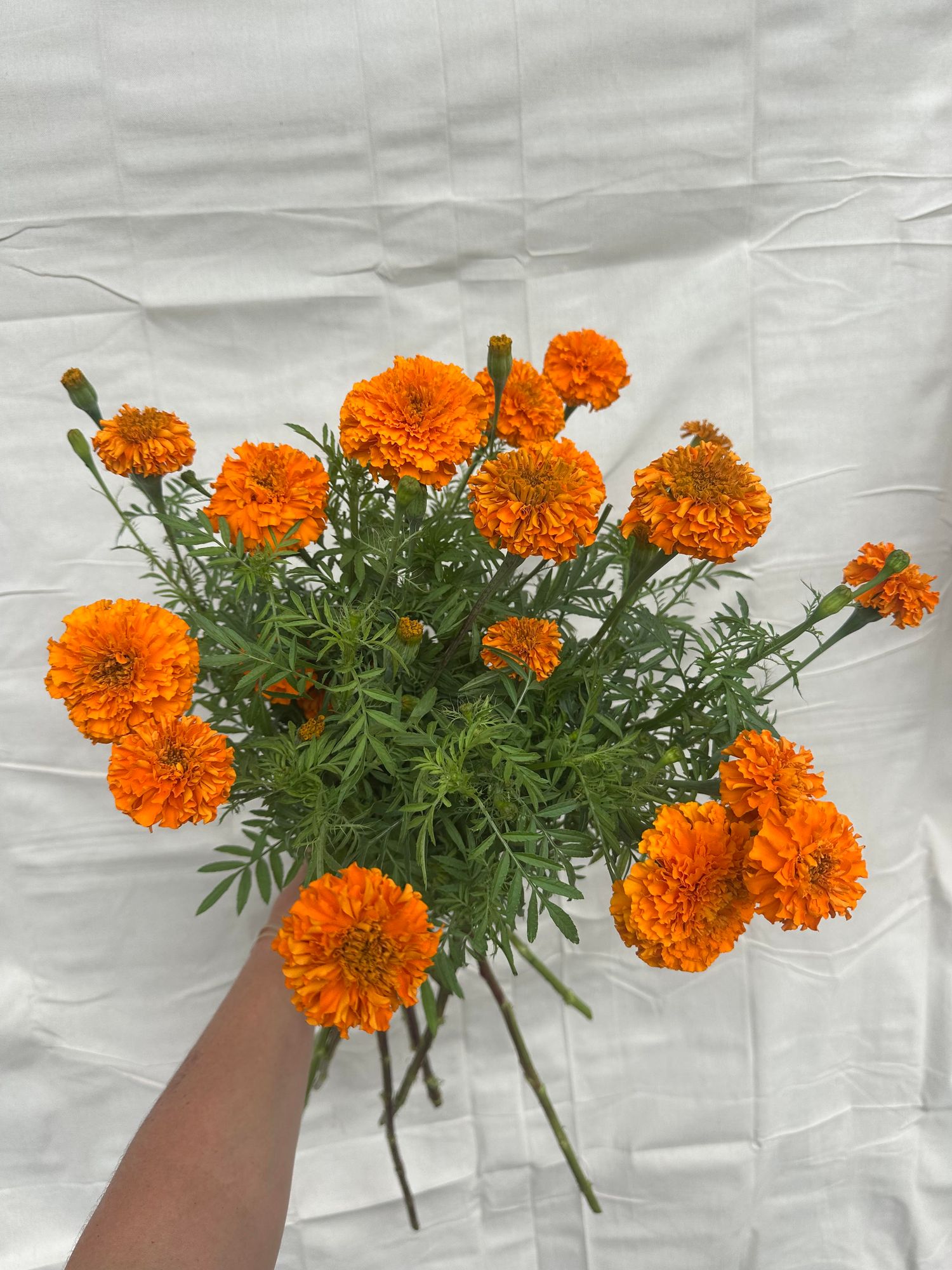 TAGETES erecta