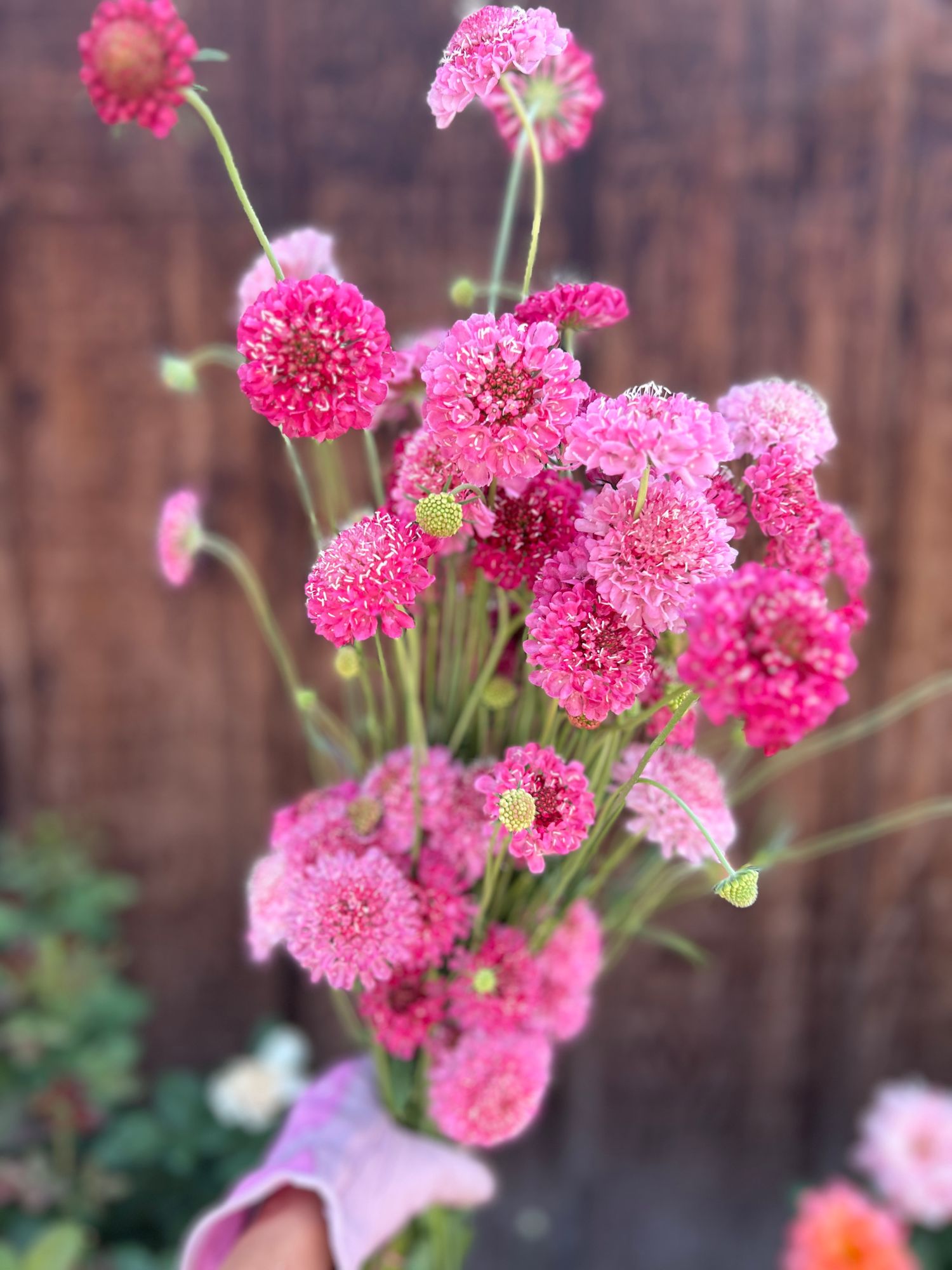 SCABIOSA atropurpurea Salmon Rose