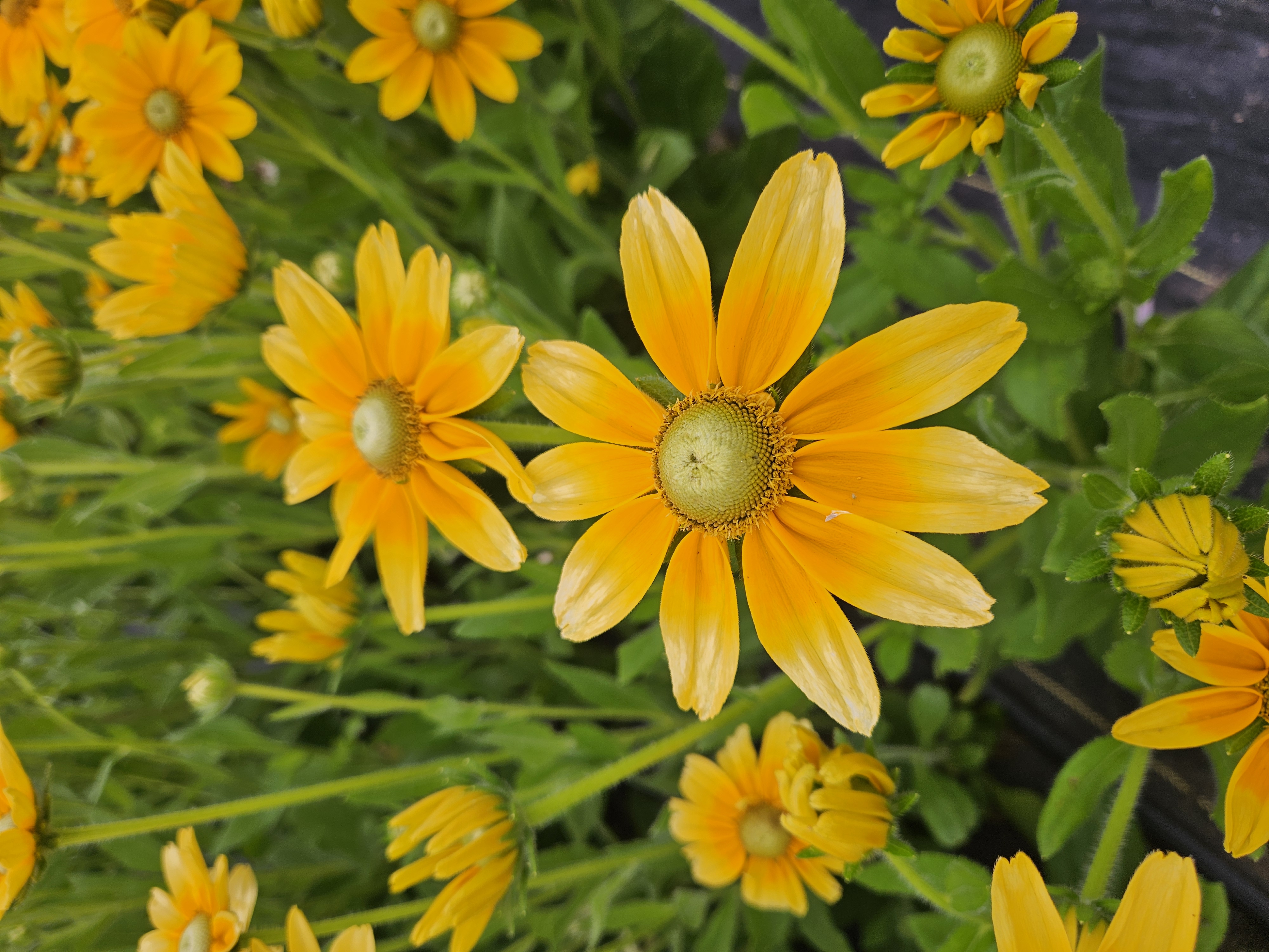 RUDBECKIA hirta Prairie Sun