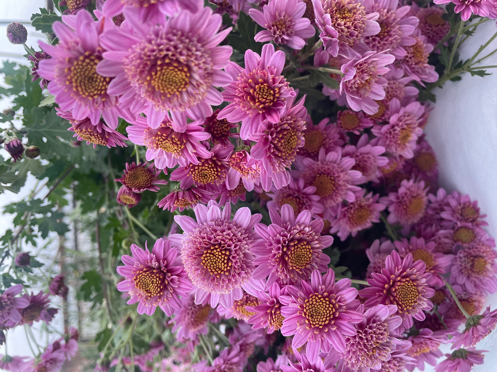 CHRYSANTHEMUM x Pink Fleece