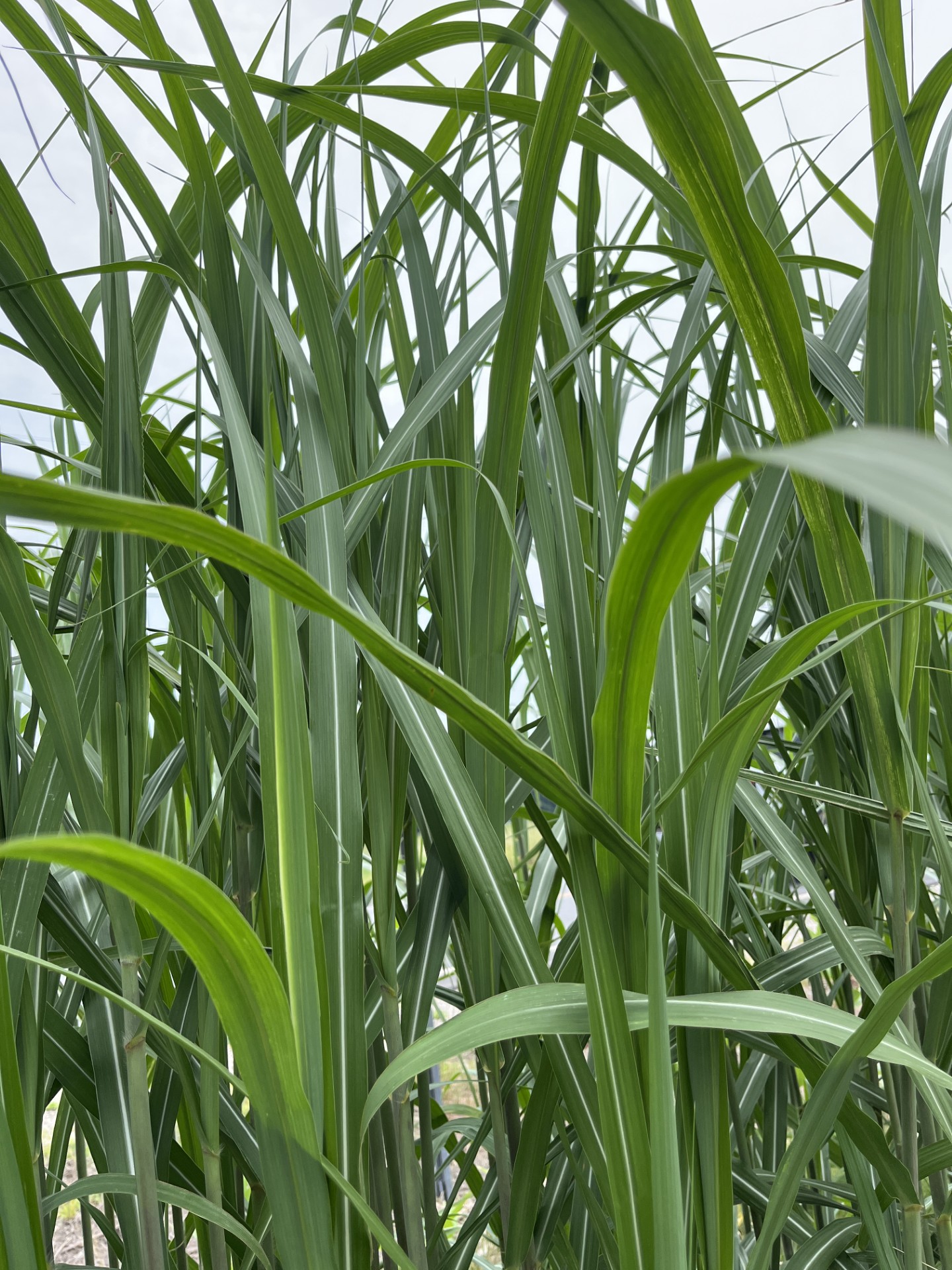 MISCANTHUS oligostachyus