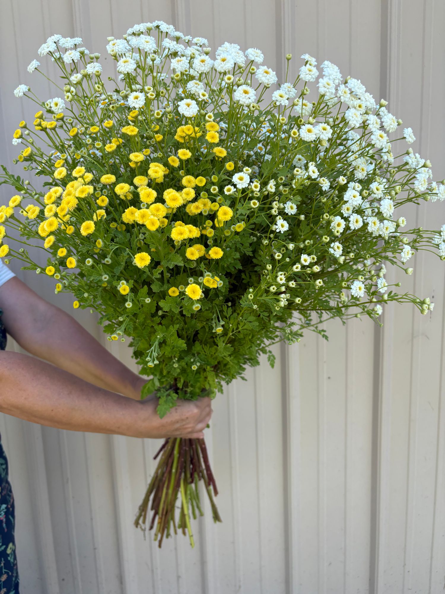 TANACETUM parthenium Tetra