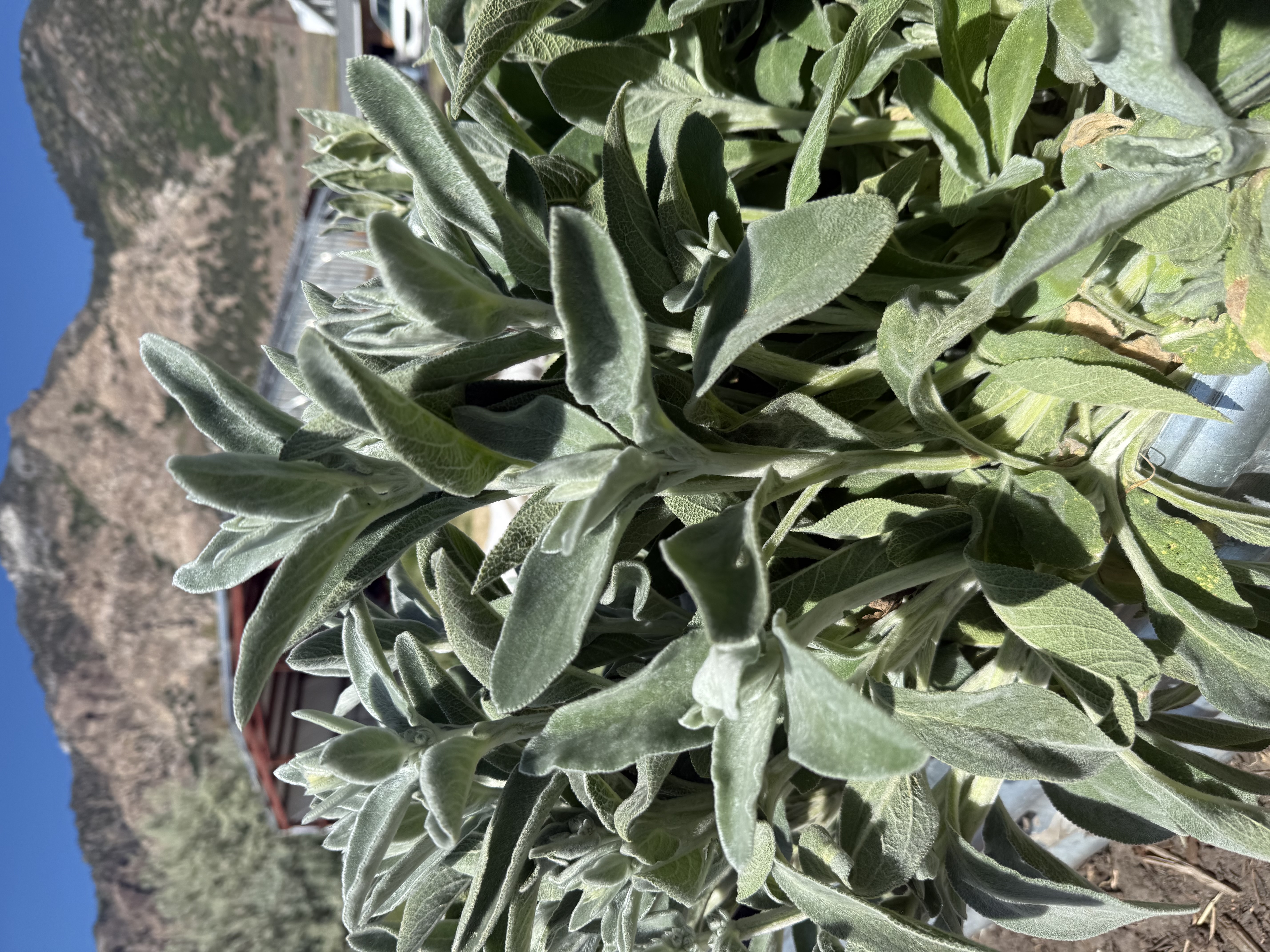 STACHYS byzantina