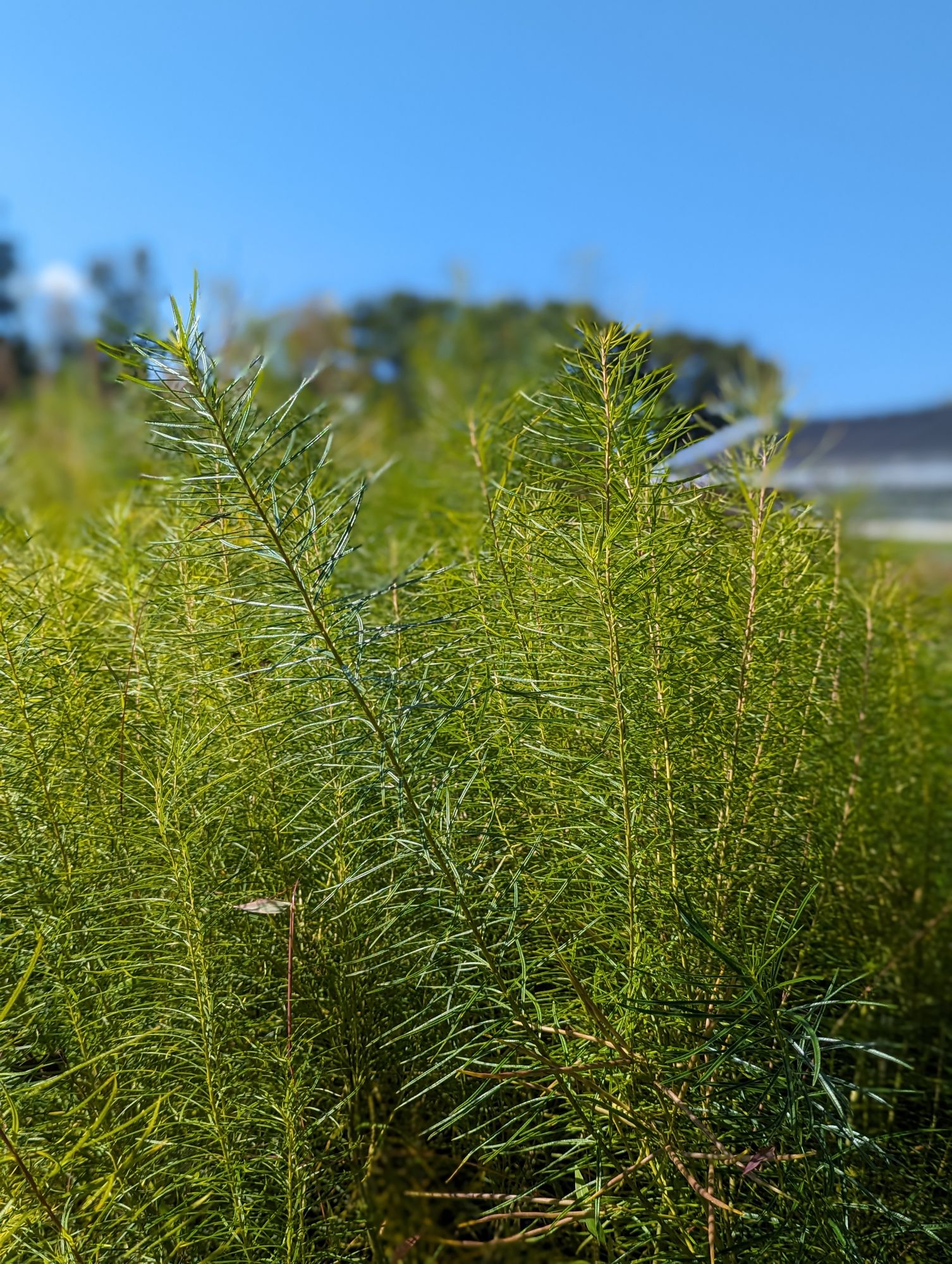 AMSONIA hubrichtii