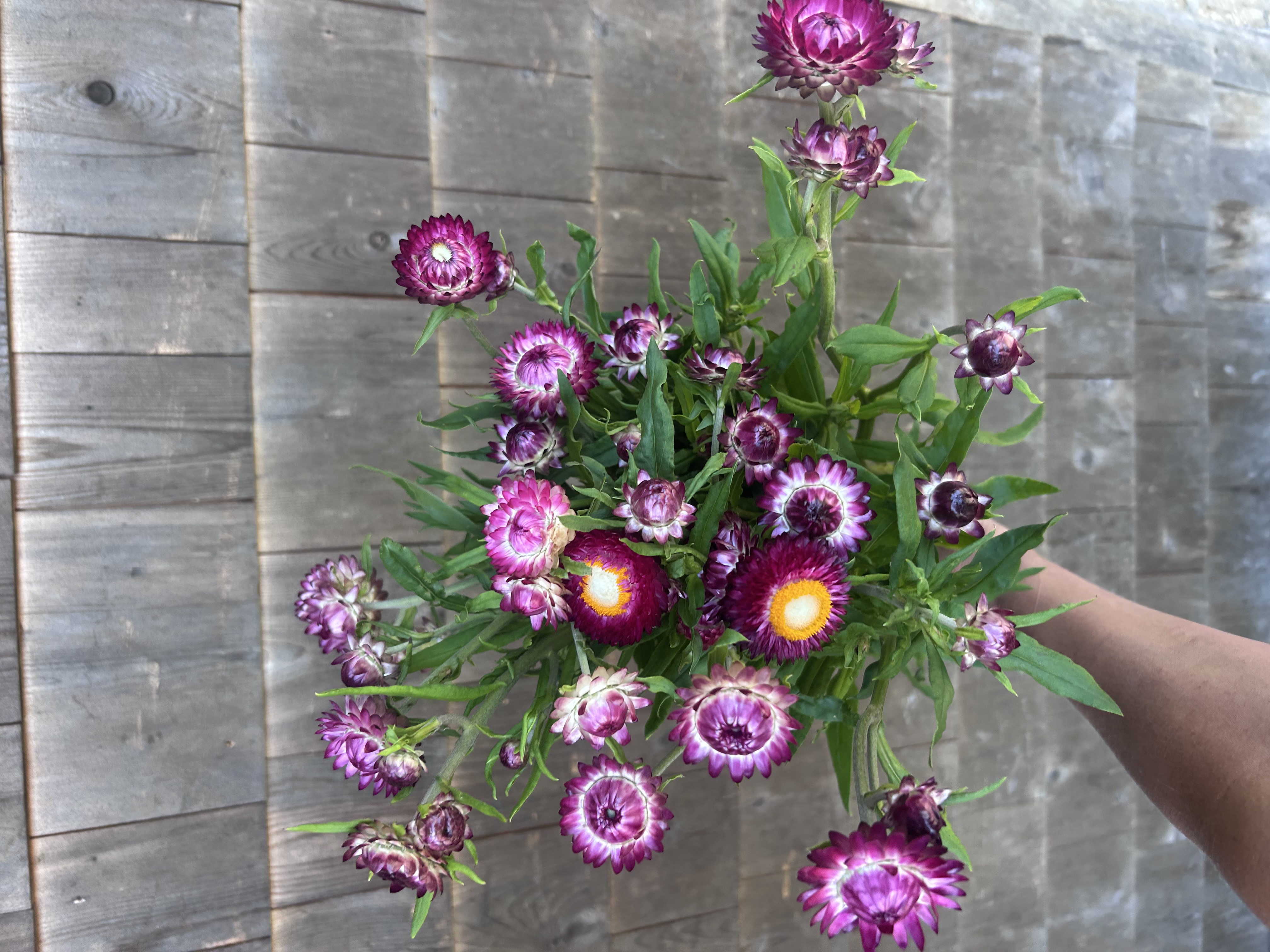 XEROCHRYSUM bracteatum Cranberry Rose