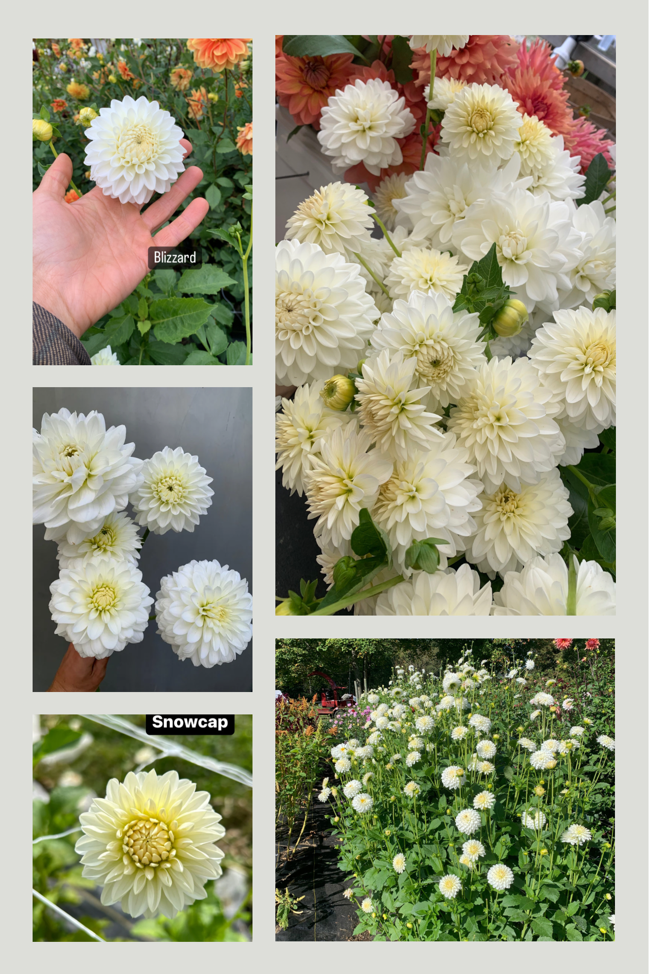 DAHLIA Ball