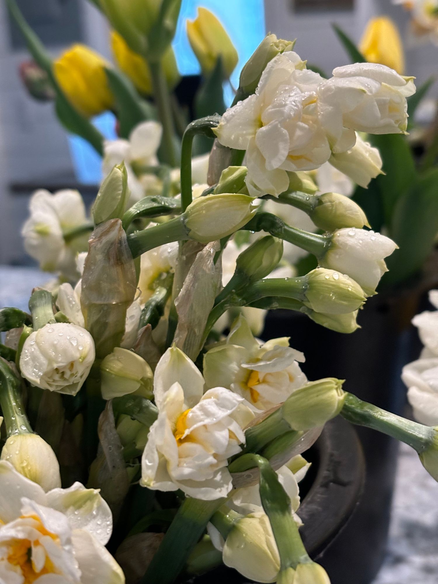 NARCISSUS Bridal Crown