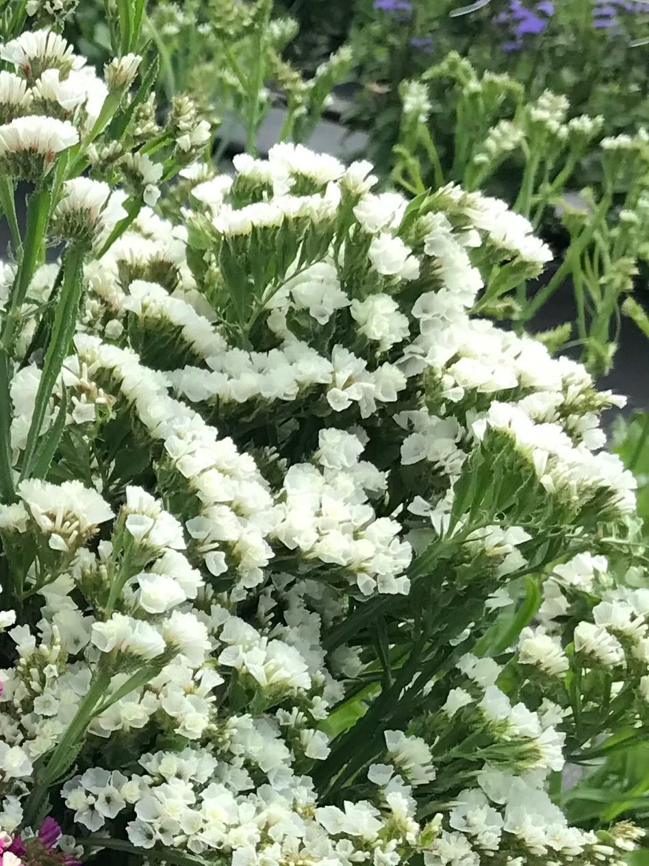 LIMONIUM sinuatum Seeker